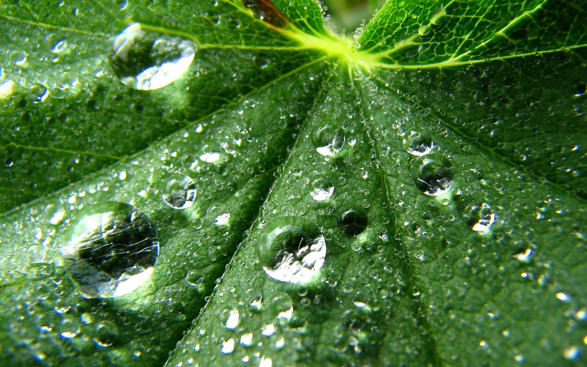 小清新,护眼壁纸,绿叶,儿童桌面专用