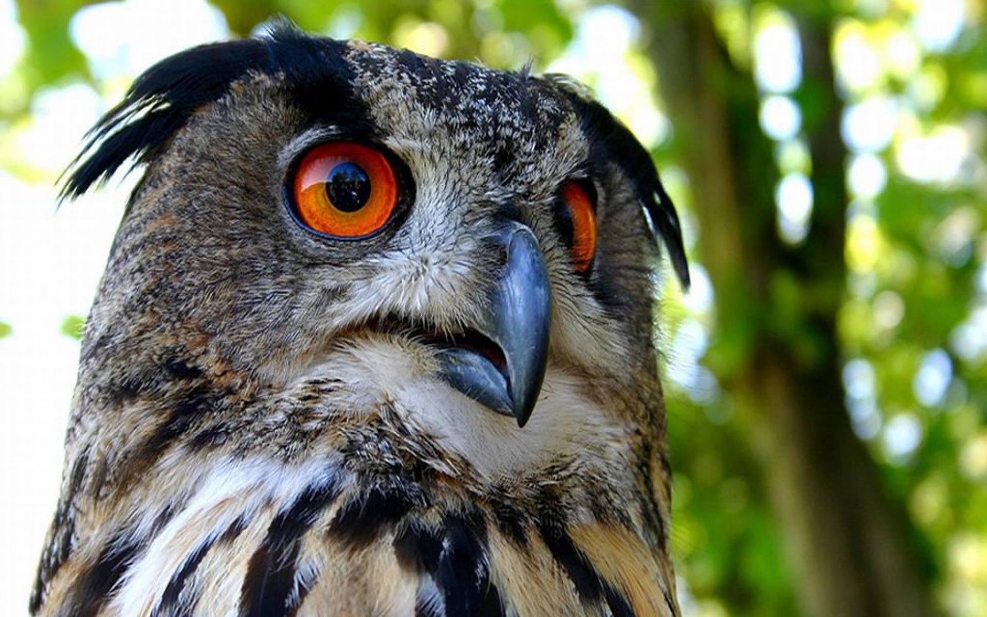 野生动物,猫头鹰,儿童桌面专用