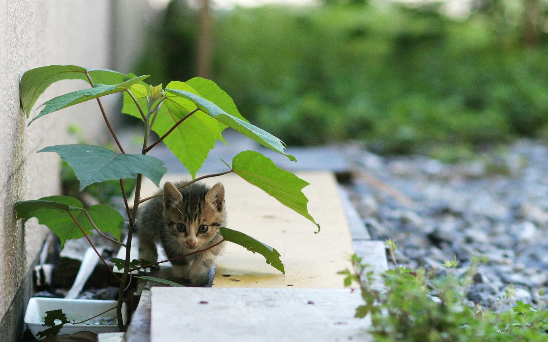 街角,小猫咪,摄影,高清,猫,动物,2012Y十月31D,儿童桌面专用