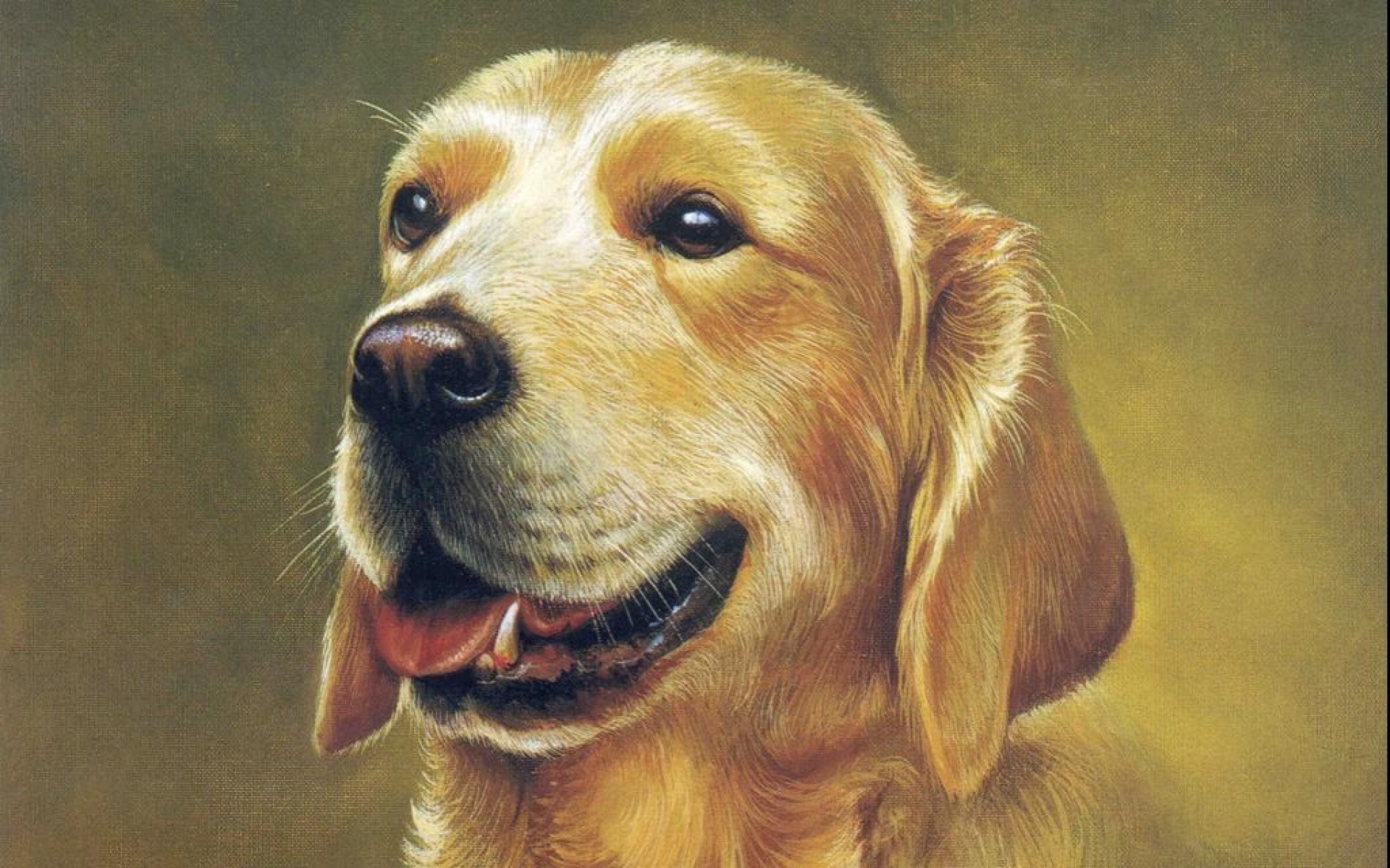 动物,绘画,风格,2012Y十一月04D,儿童桌面专用