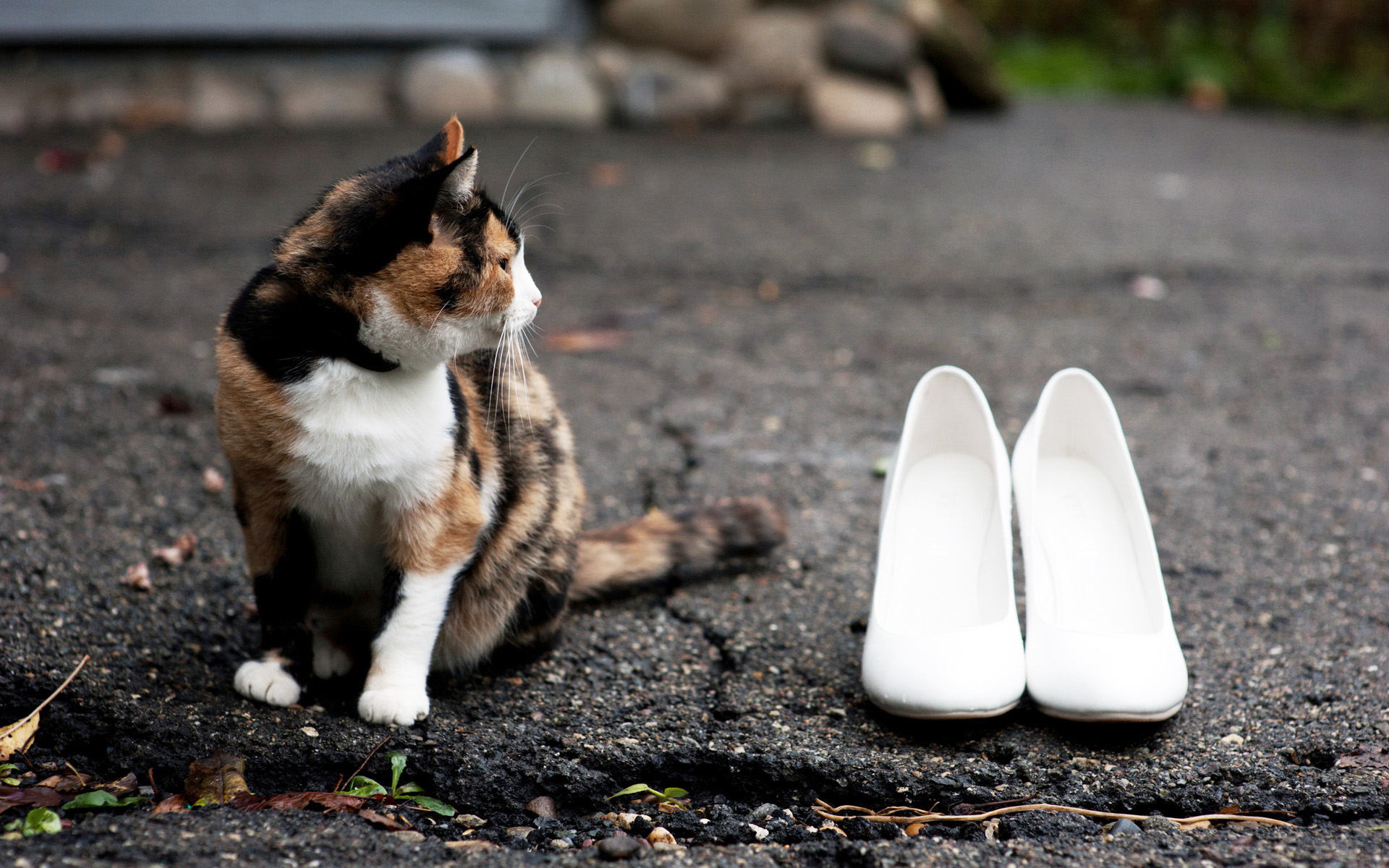 萌宠,动物,可爱,宠物,喵星人,儿童桌面专用