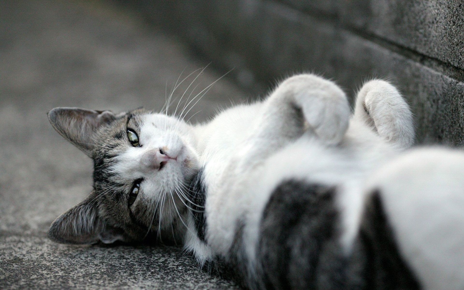 街角,小猫咪,摄影,高清,猫,动物,2012Y十月31D,儿童桌面专用