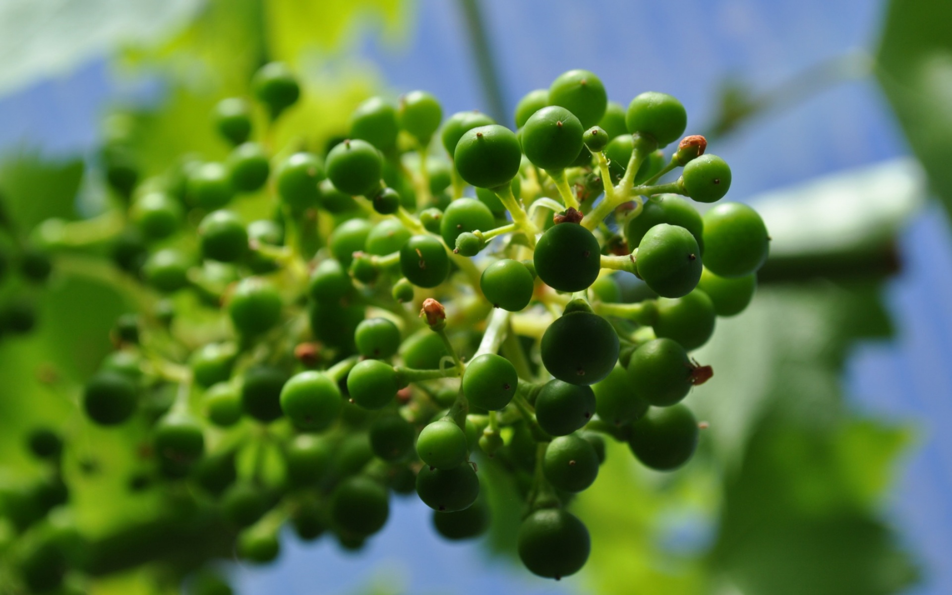 清新,植物,绿色,2012Y十月31D,儿童桌面专用