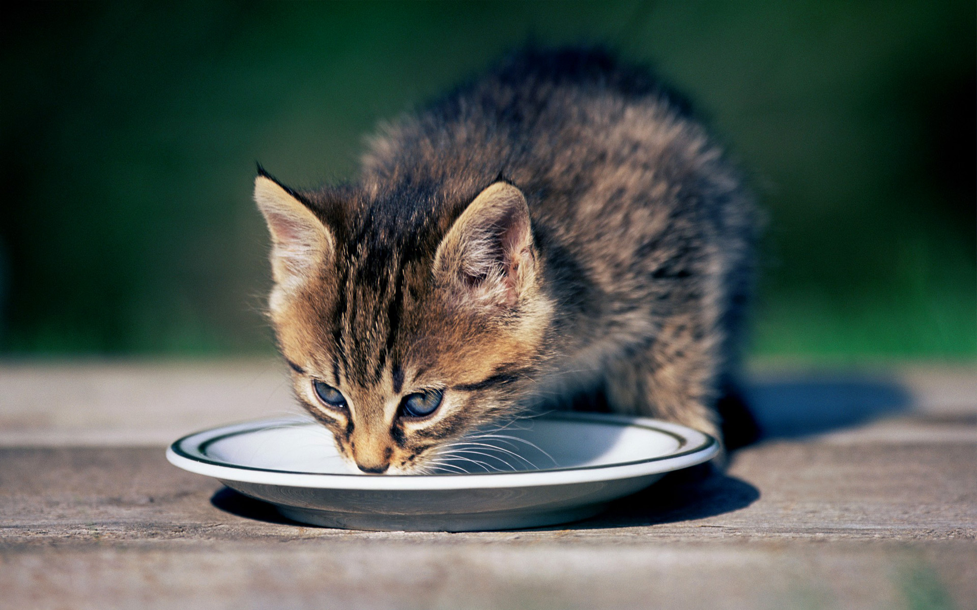 萌宠,动物,可爱,萌物,宠物,喵星人,猫,卖萌图,儿童桌面专用