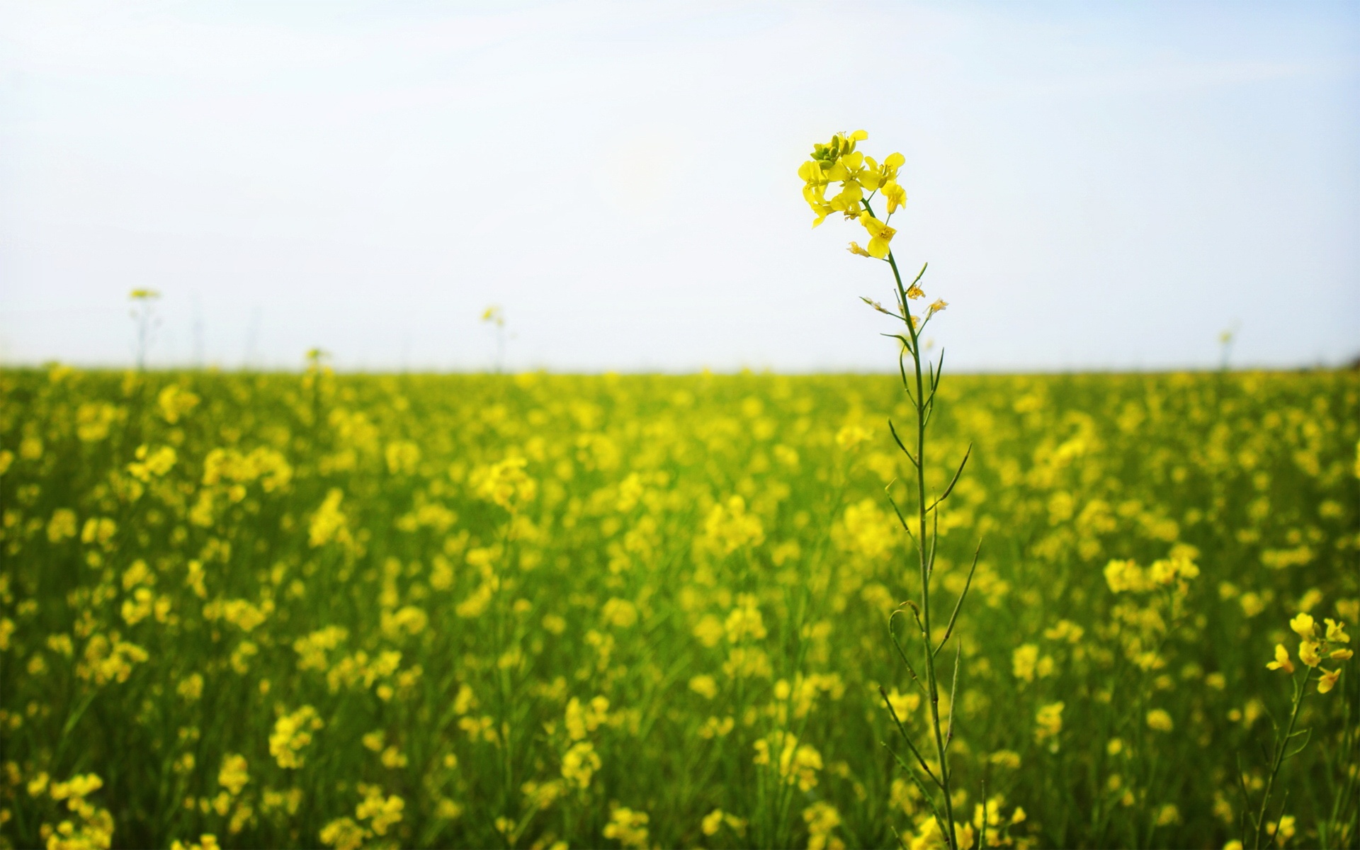 小清新,护眼壁纸,花卉,儿童桌面专用