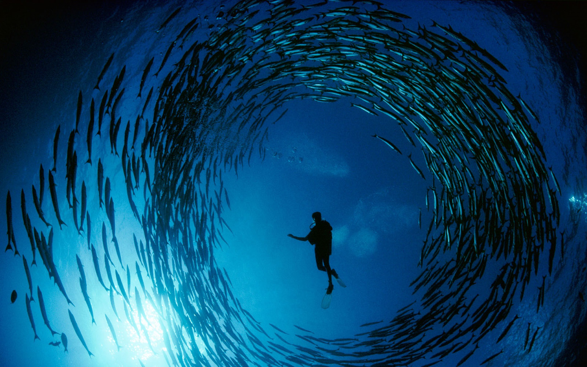 萌宠,鱼,海底世界,儿童桌面专用