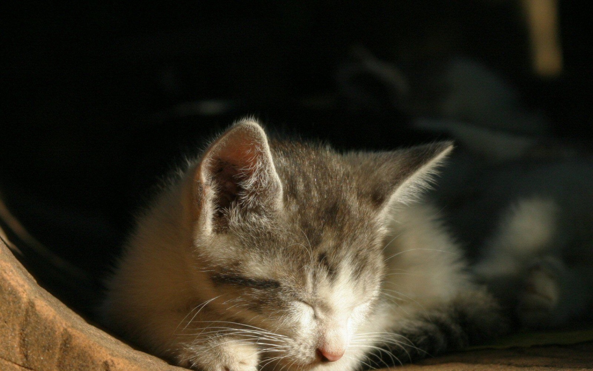 街角,小猫咪,摄影,高清,猫,动物,2012Y十月31D,儿童桌面专用