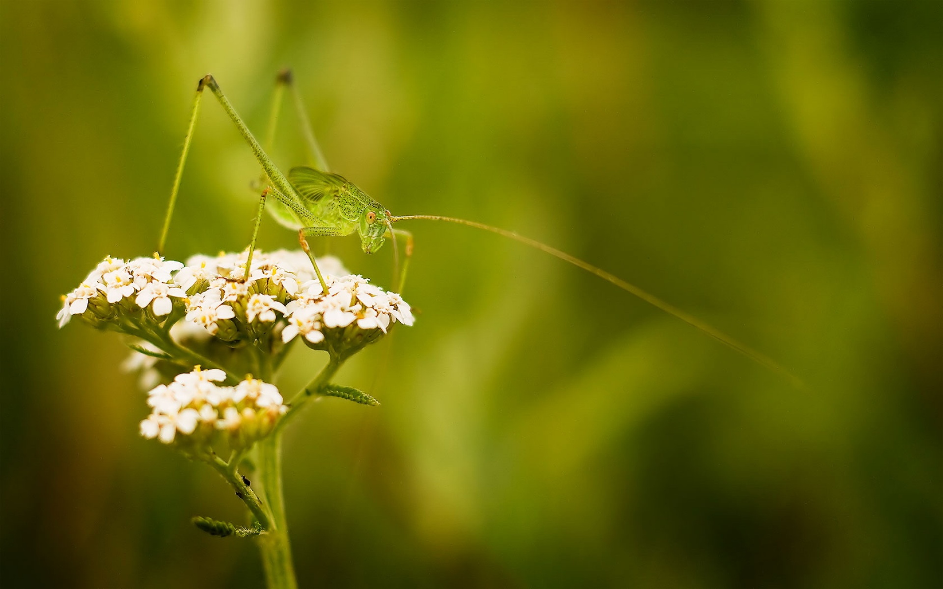 小清新,护眼壁纸,蚱蜢,儿童桌面专用