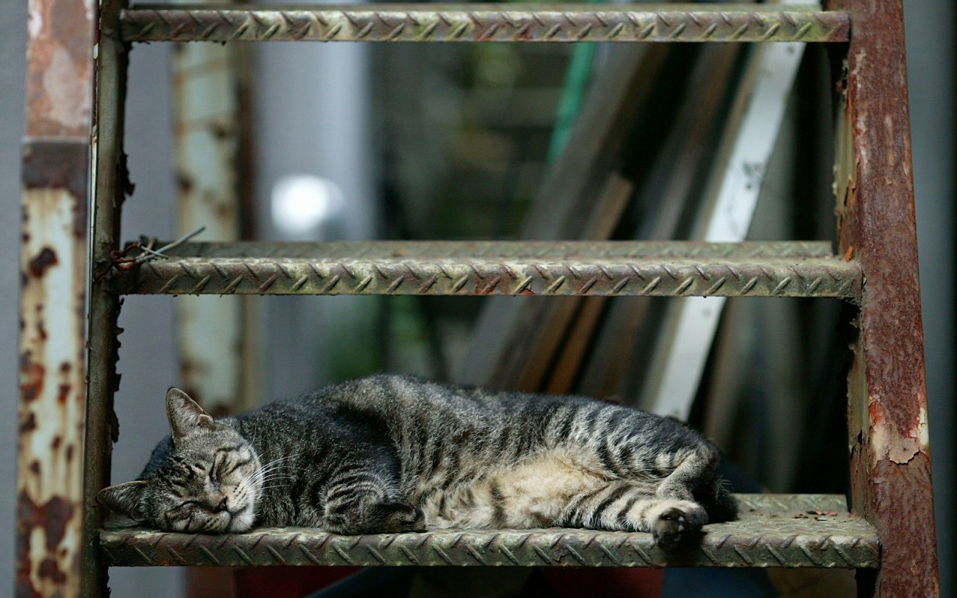 街角,小猫咪,摄影,高清,猫,动物,2012Y十月31D,儿童桌面专用