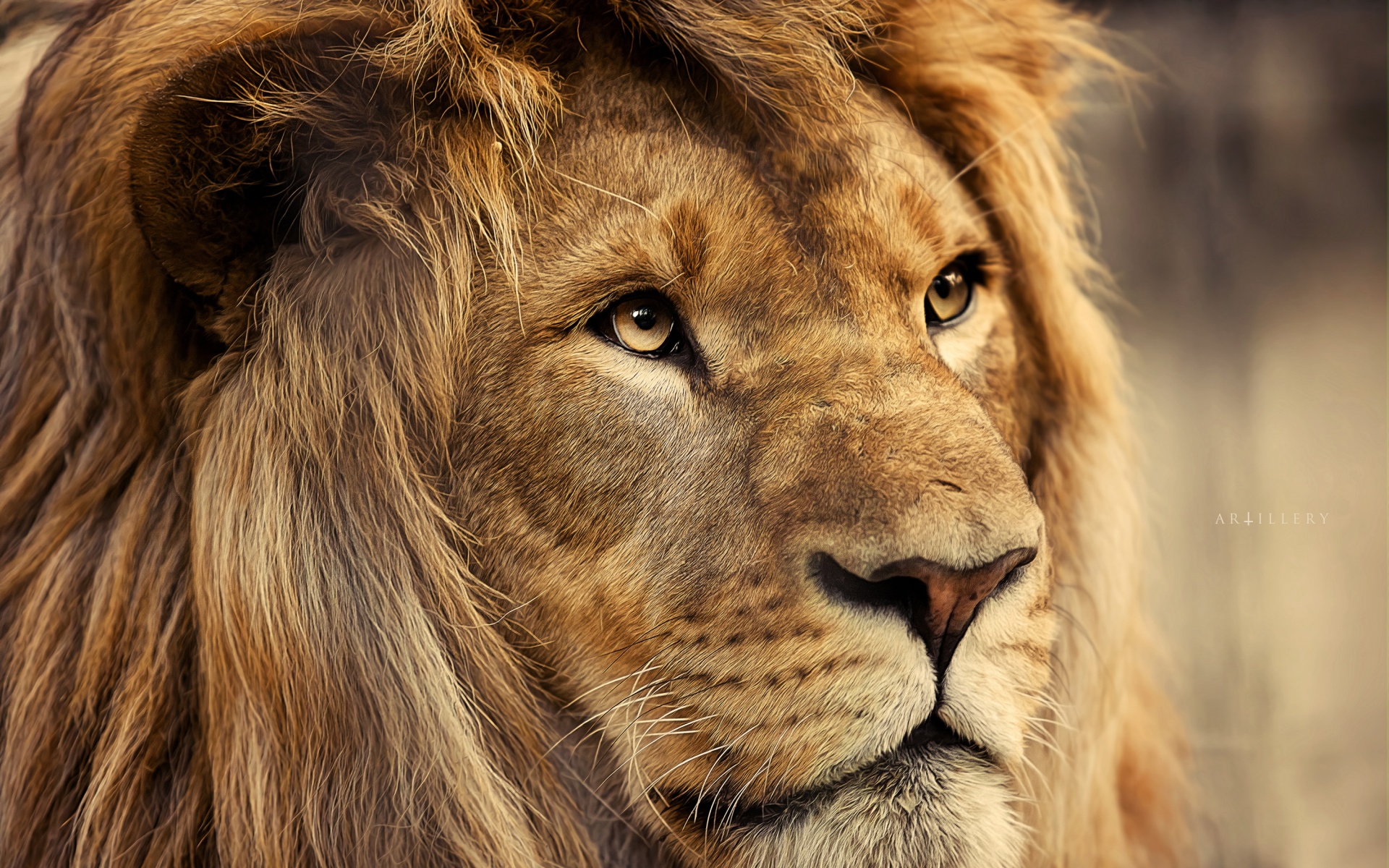 萌宠,狮子,2012Y十月27D,儿童桌面专用