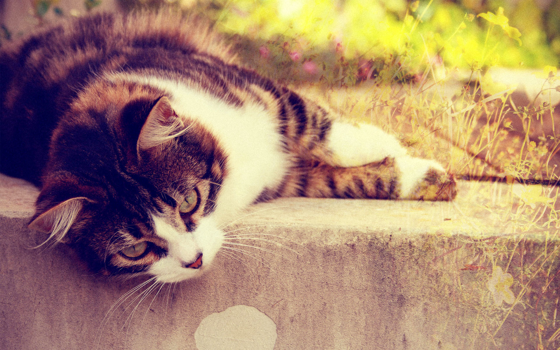 萌宠,动物,可爱,萌物,宠物,喵星人,猫,懒洋洋,儿童桌面专用