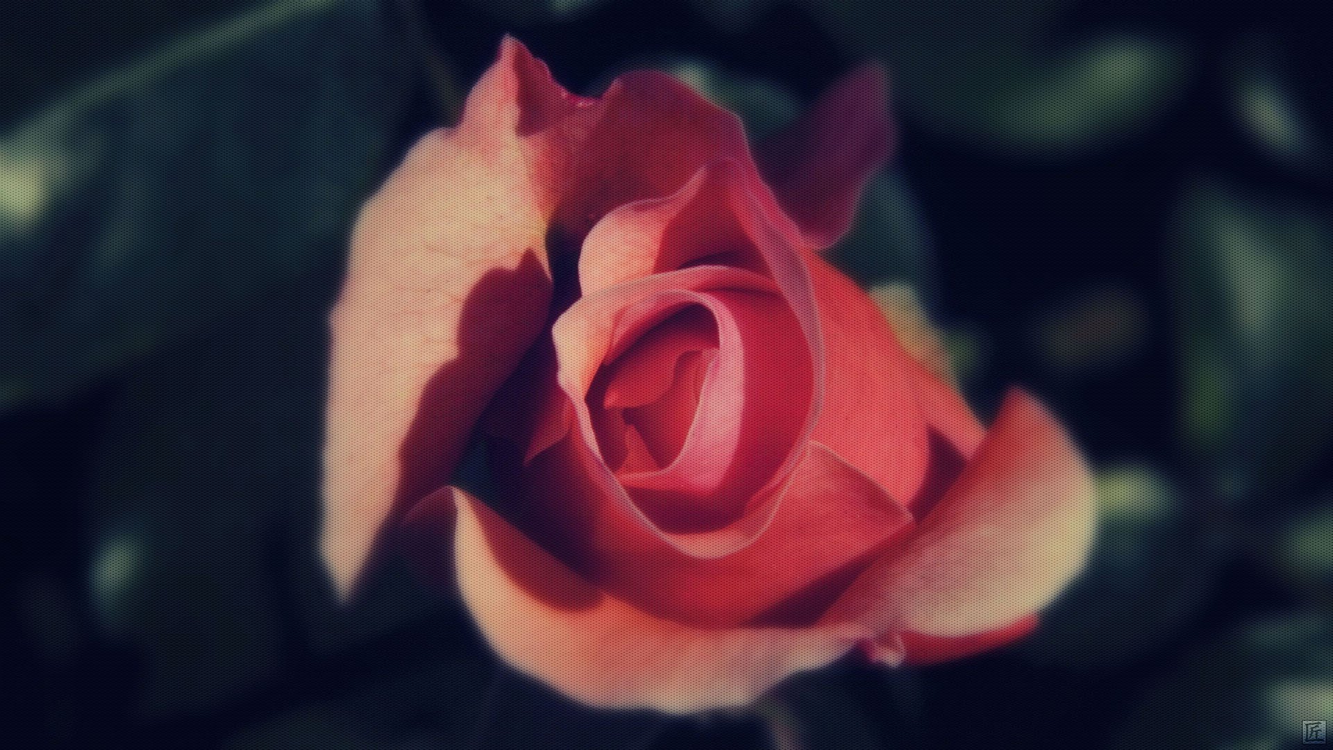 小清新,清新淡雅,儿童桌面专用