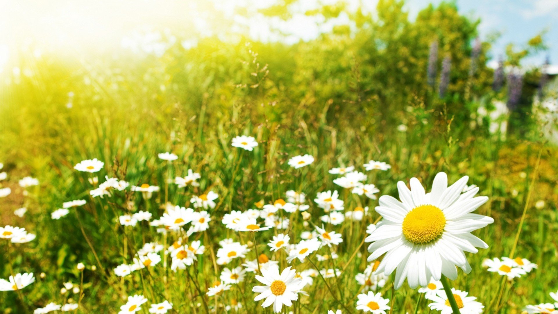 小清新,清新淡雅,儿童桌面专用