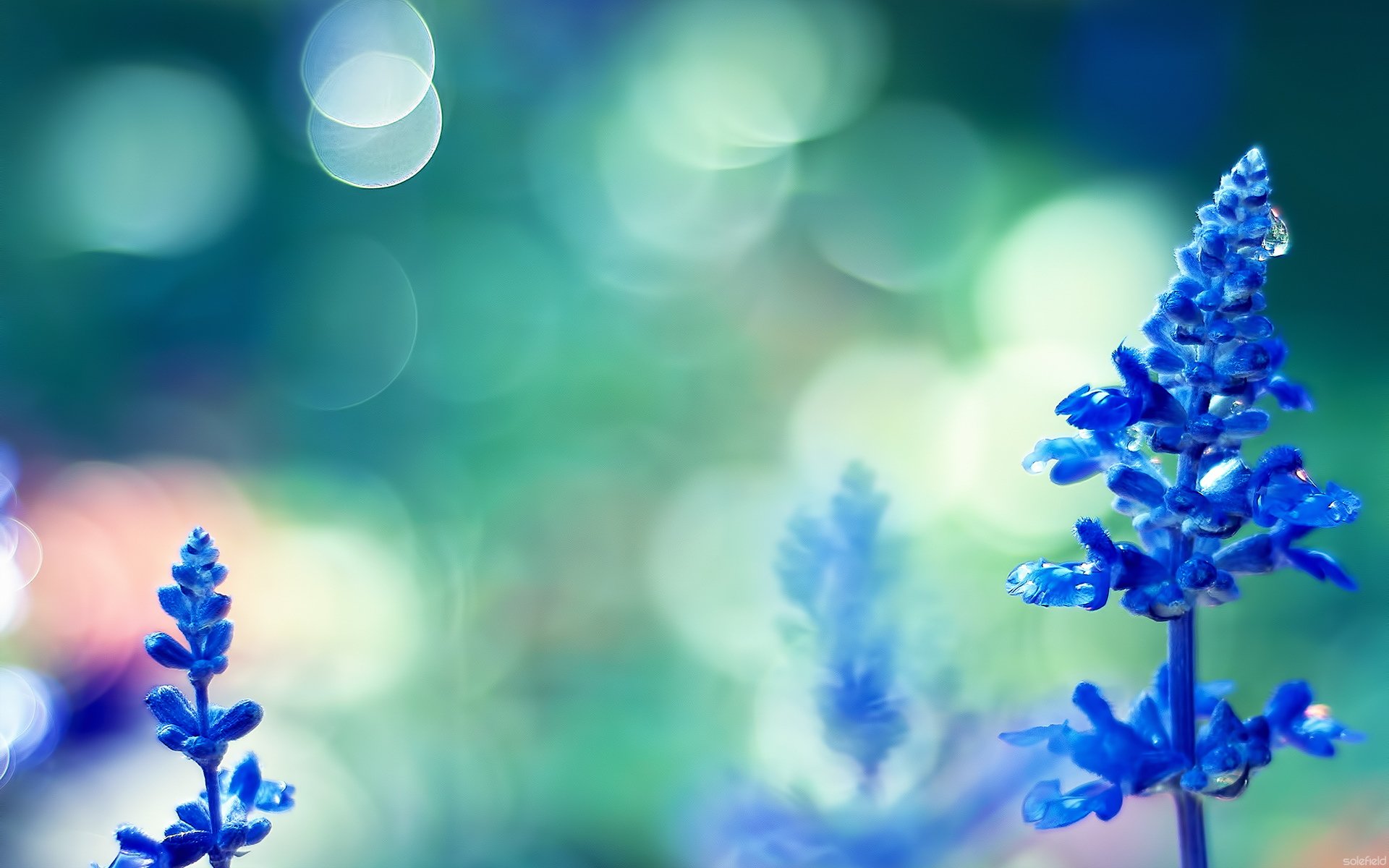 小清新,清新淡雅,儿童桌面专用