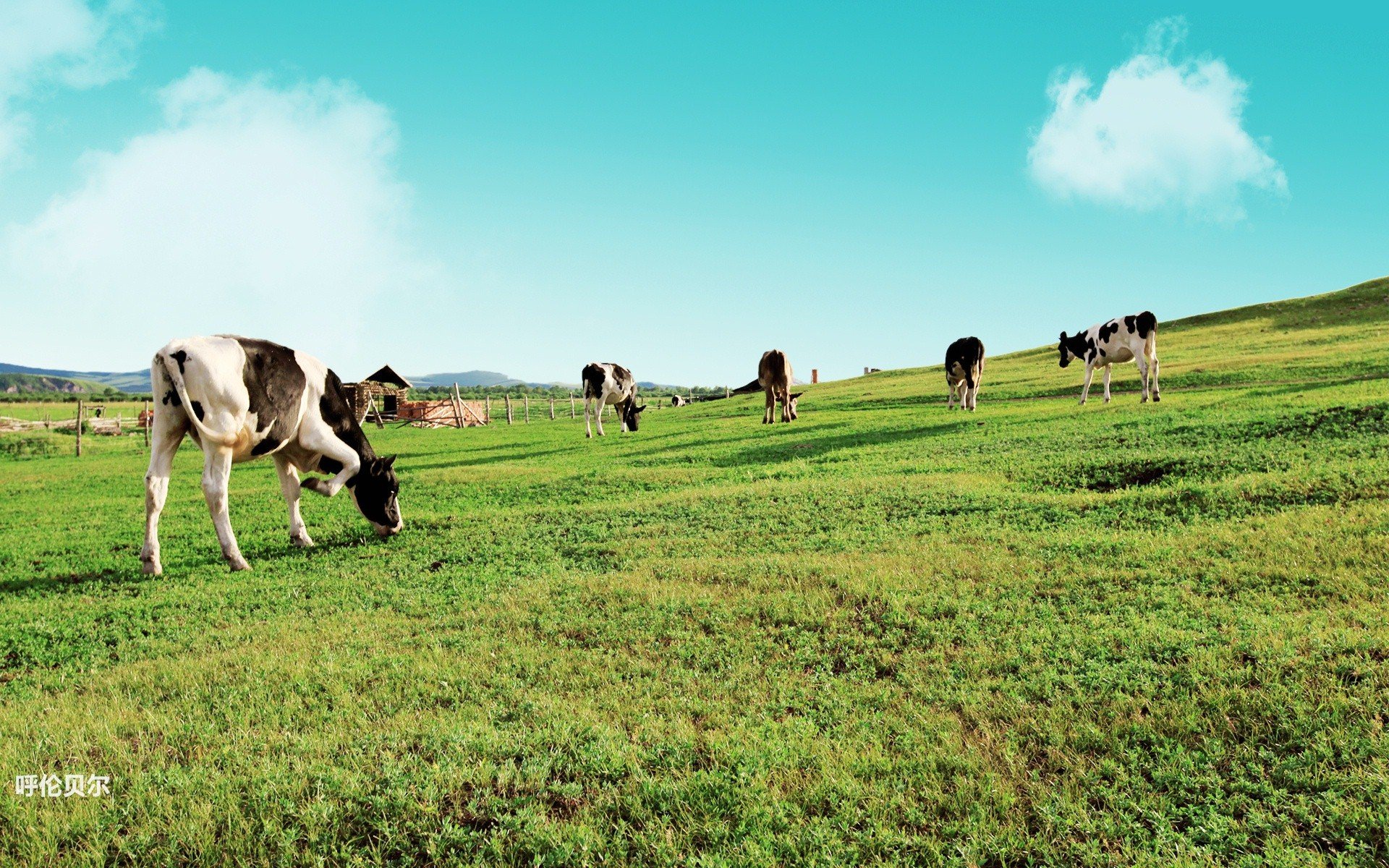 风景,途牛旅游,呼伦贝尔,摄影,旅游胜地,儿童桌面专用