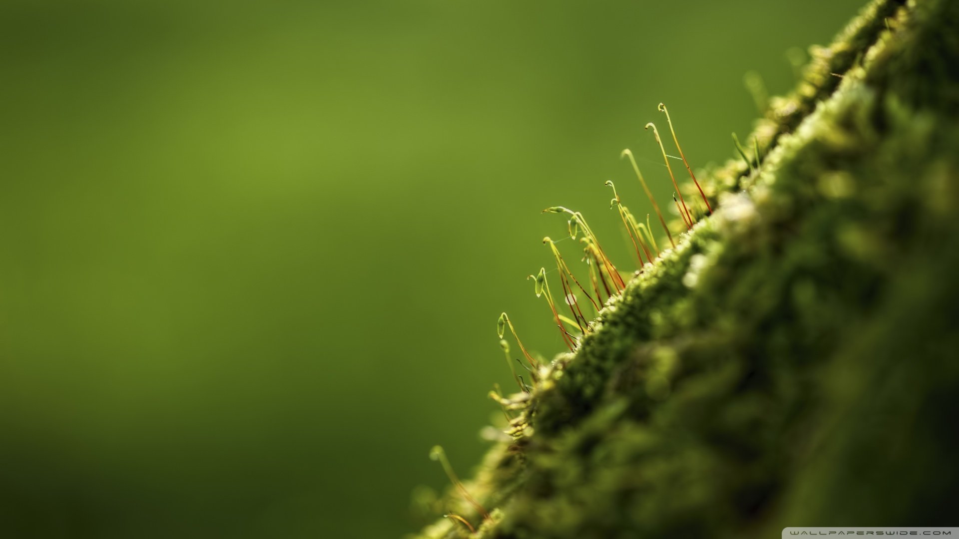 小清新,护眼壁纸