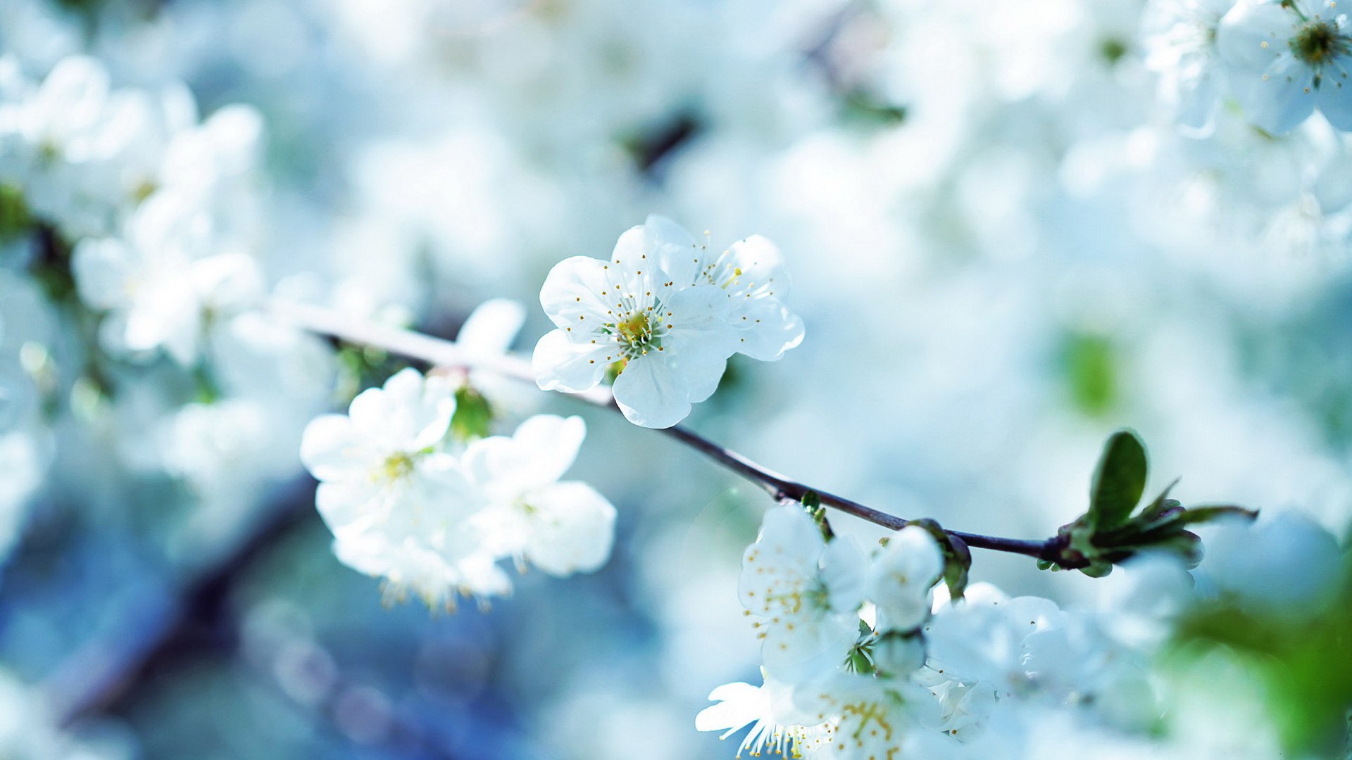 小清新,清新淡雅,儿童桌面专用