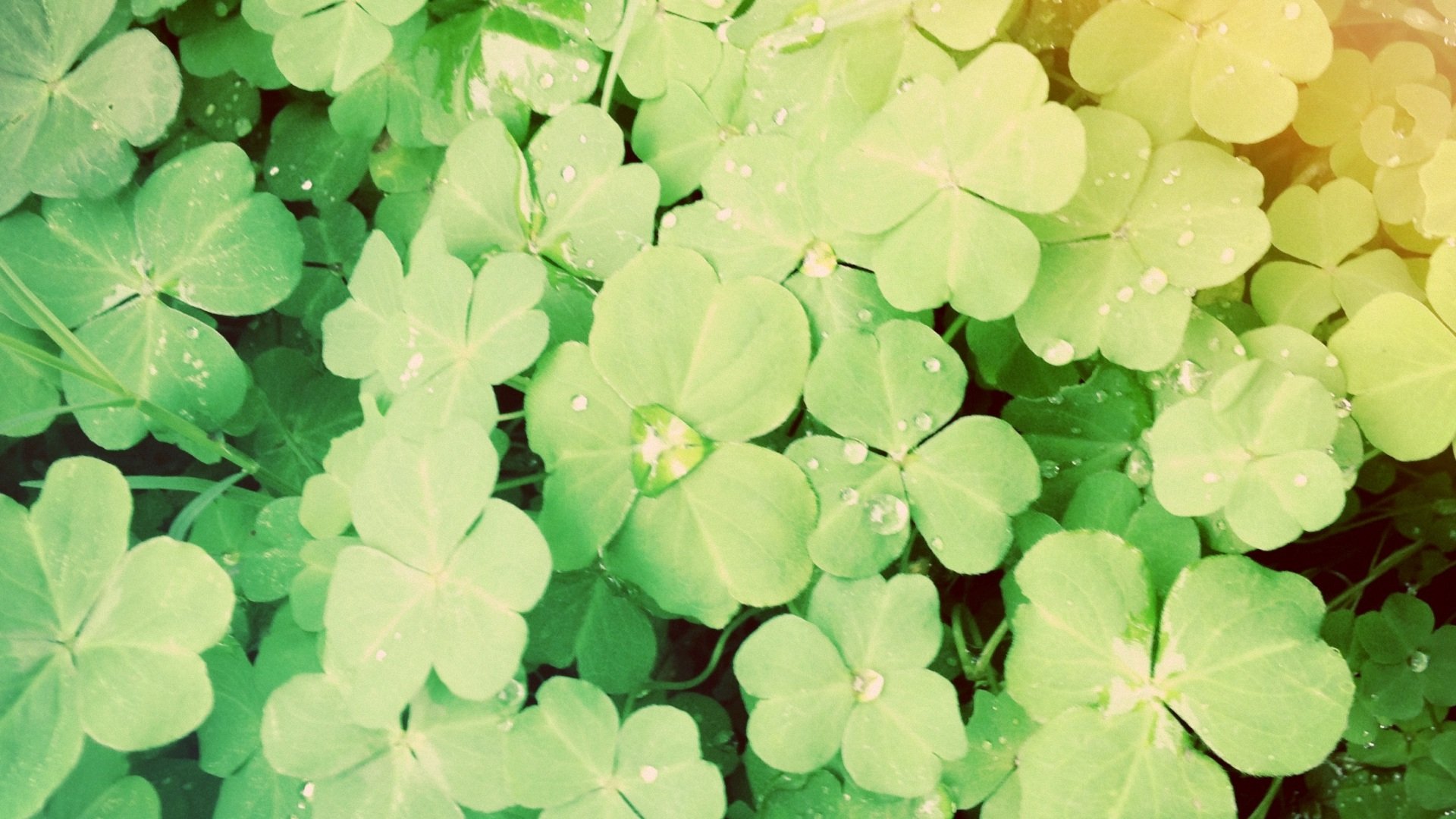 小清新,护眼壁纸,儿童桌面专用