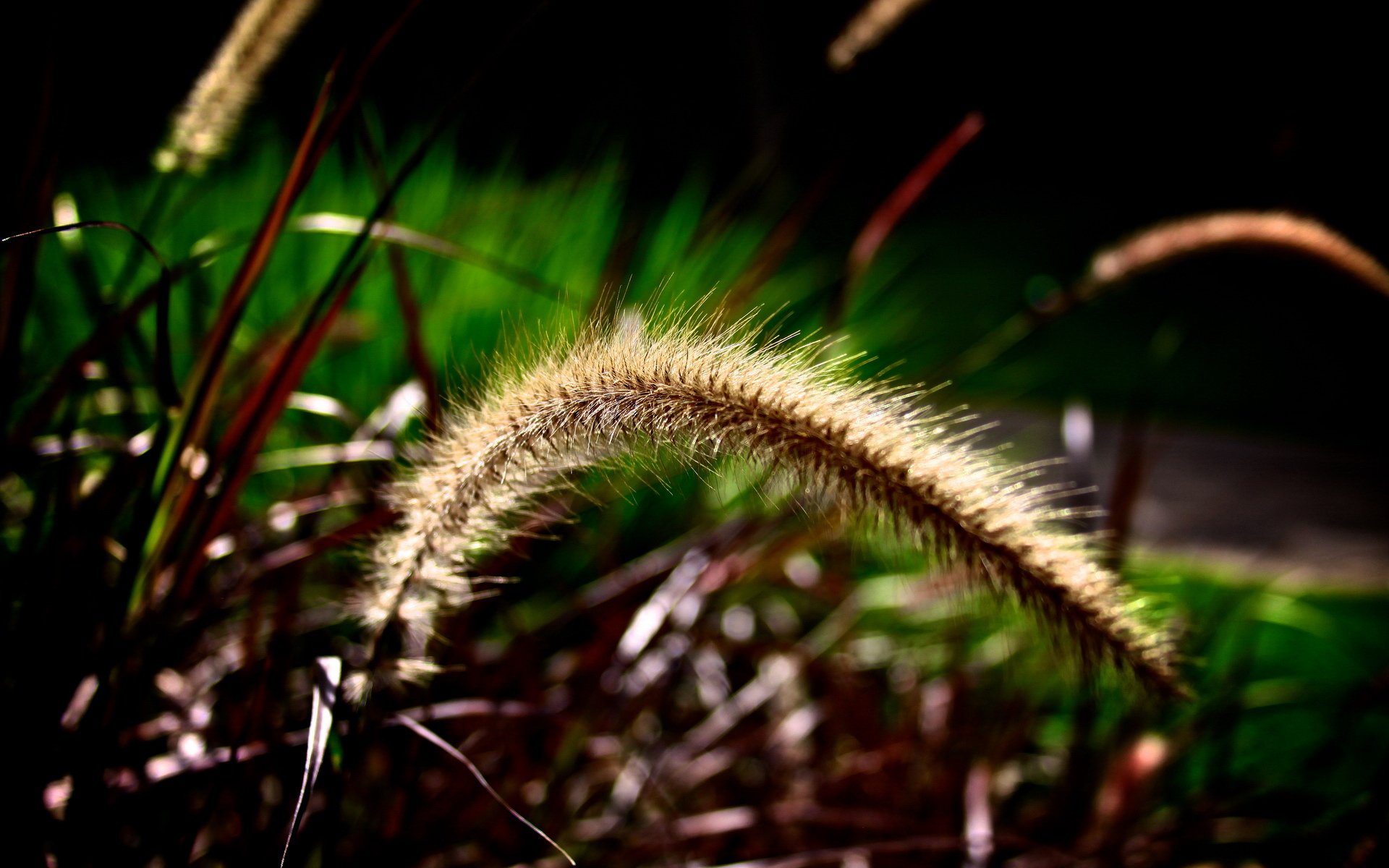 小清新,静物写真,儿童桌面专用