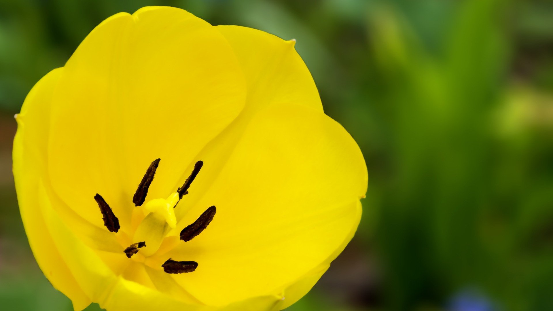 小清新,清新淡雅,儿童桌面专用