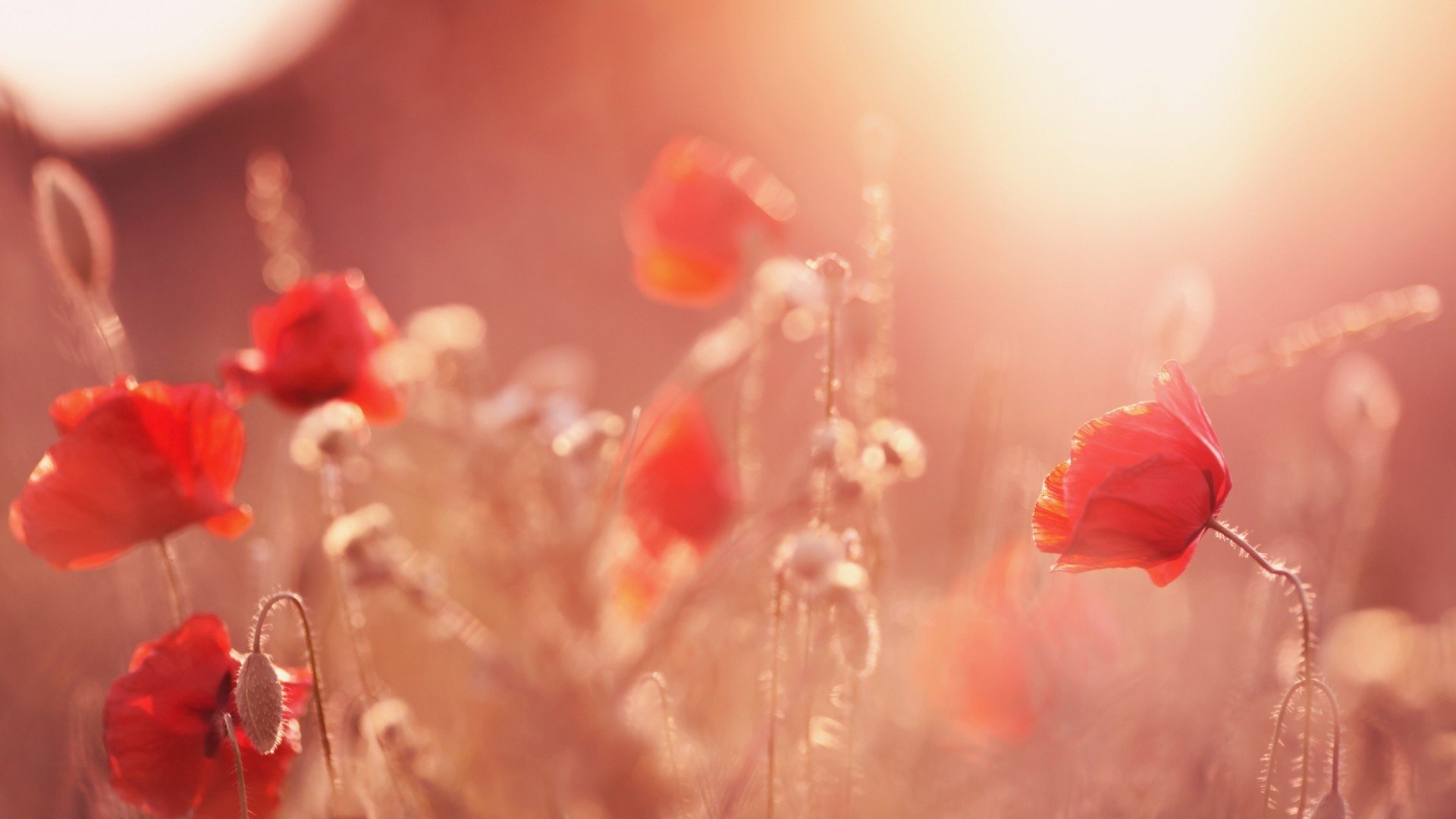 小清新,清新淡雅,儿童桌面专用