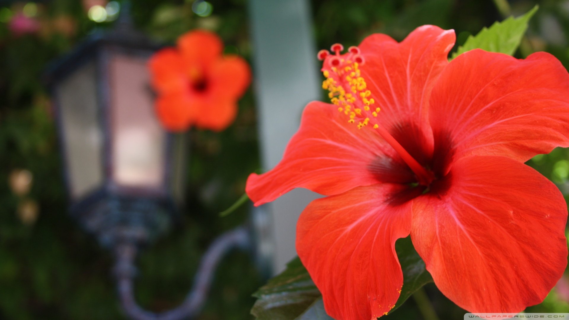 小清新,清新淡雅,儿童桌面专用