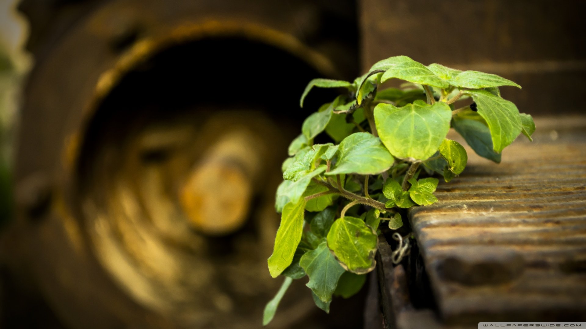 小清新,清新淡雅,儿童桌面专用