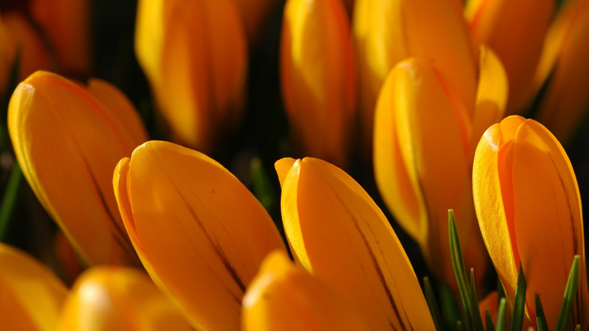 小清新,清新淡雅,儿童桌面专用