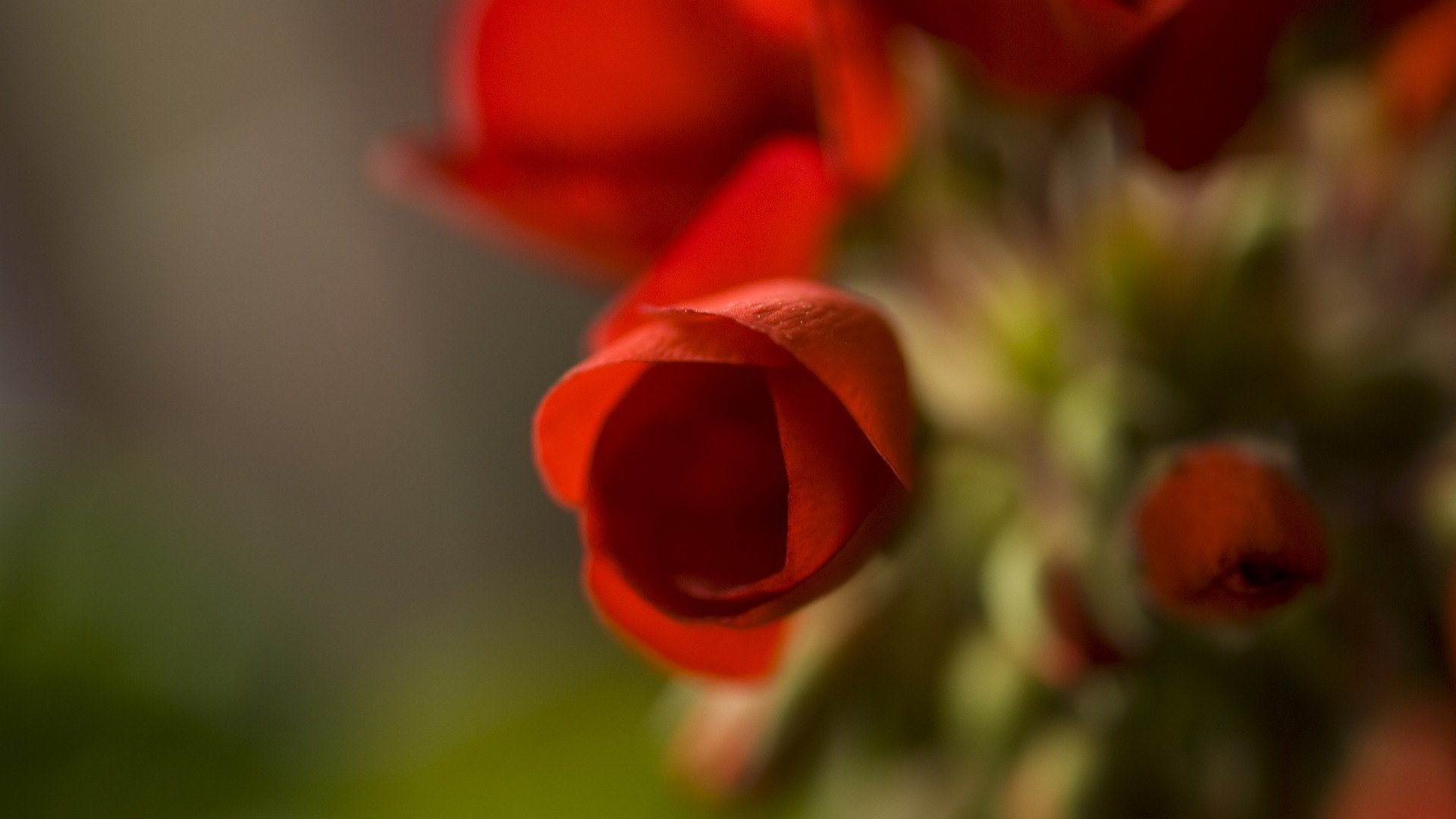 小清新,娇艳欲滴,儿童桌面专用