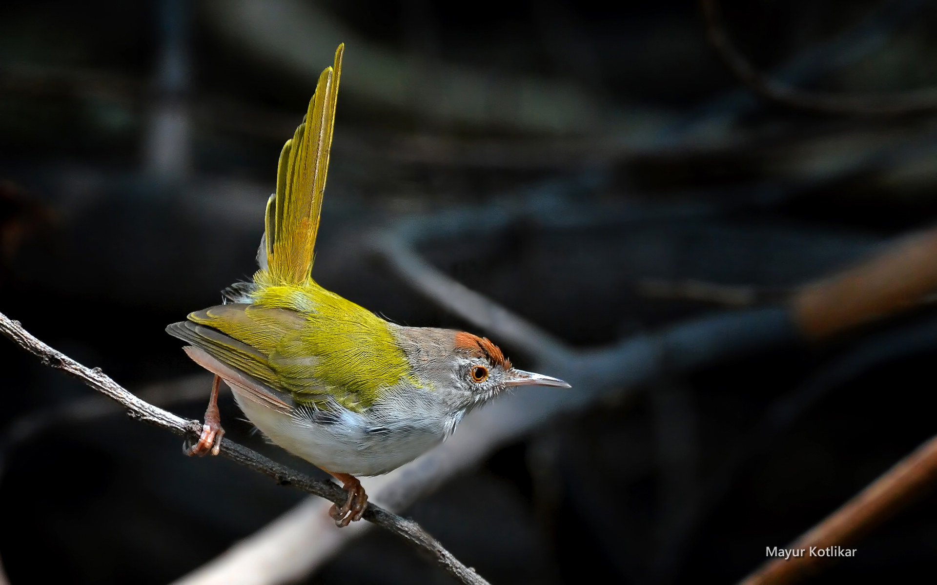 萌宠,鸟,儿童桌面专用
