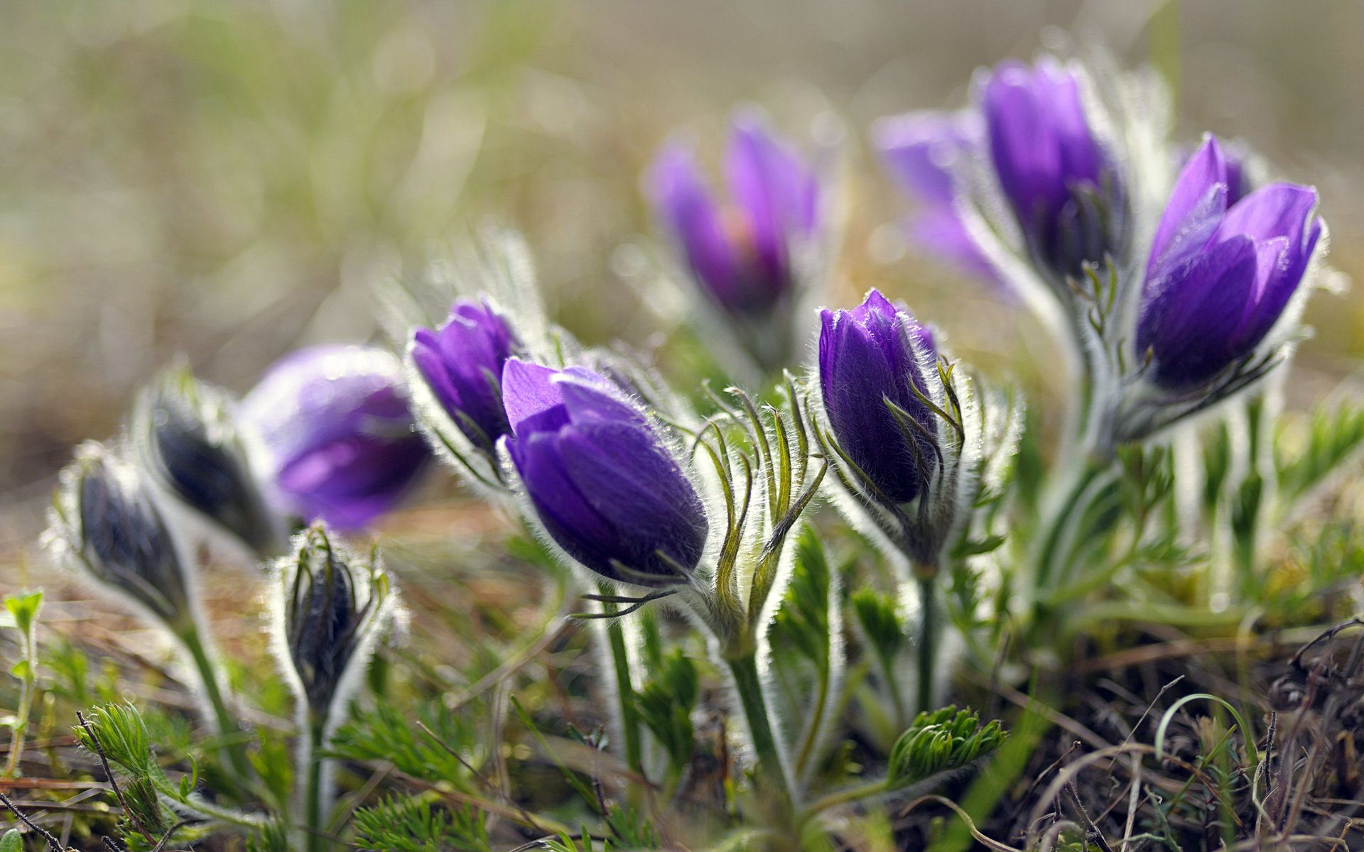 小清新,清新淡雅,儿童桌面专用