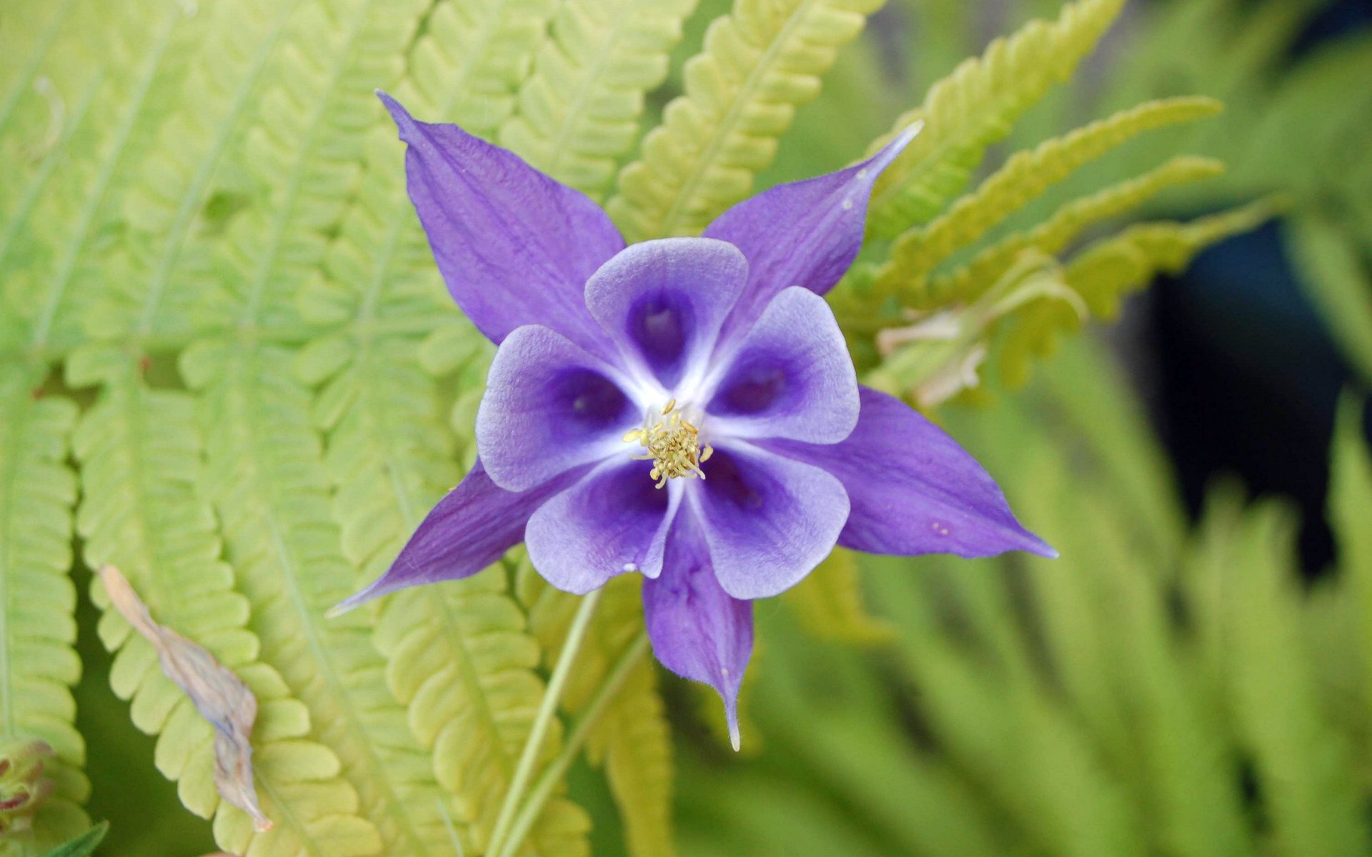 小清新,清新淡雅,儿童桌面专用