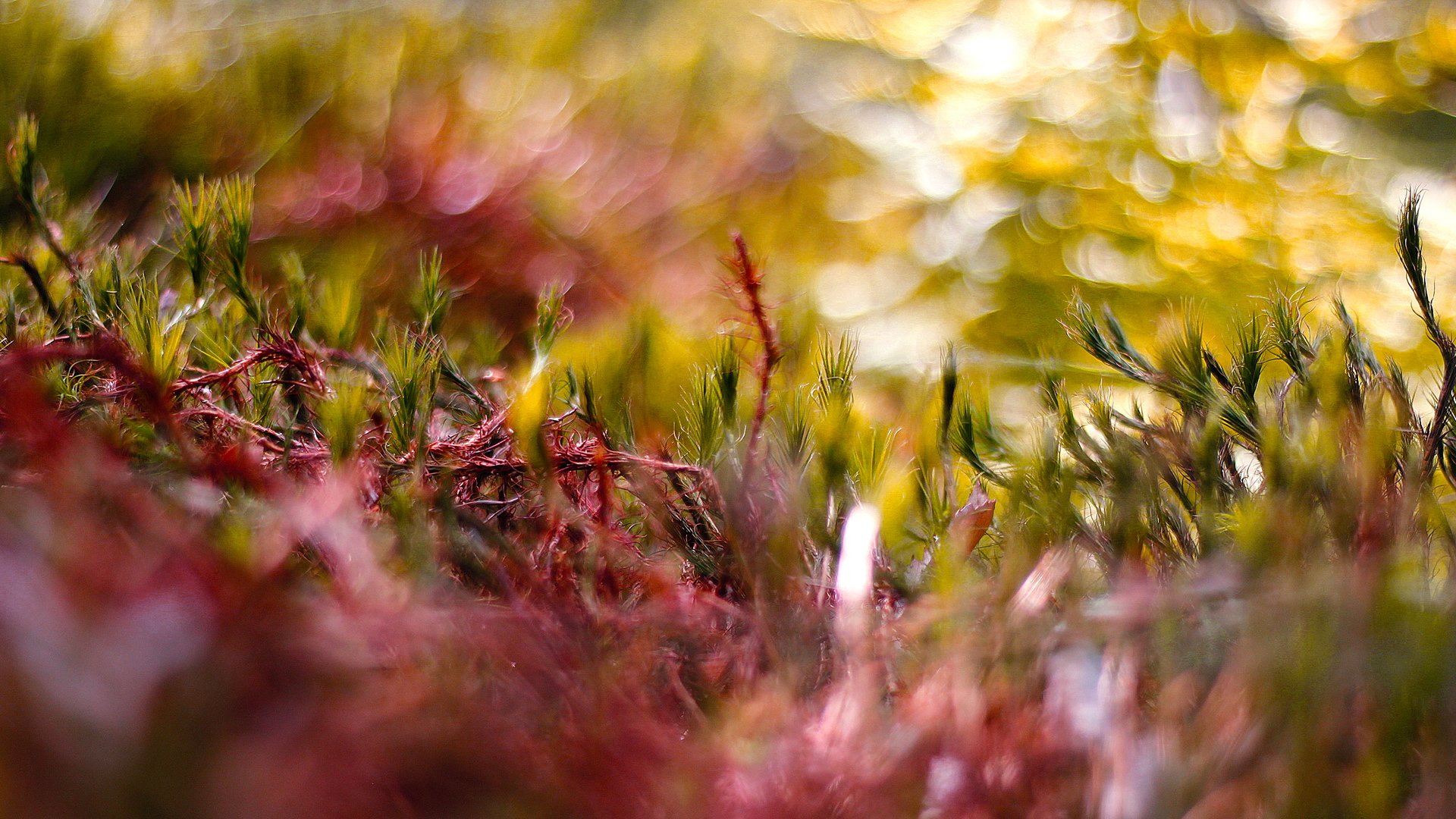 小清新,清新淡雅,儿童桌面专用