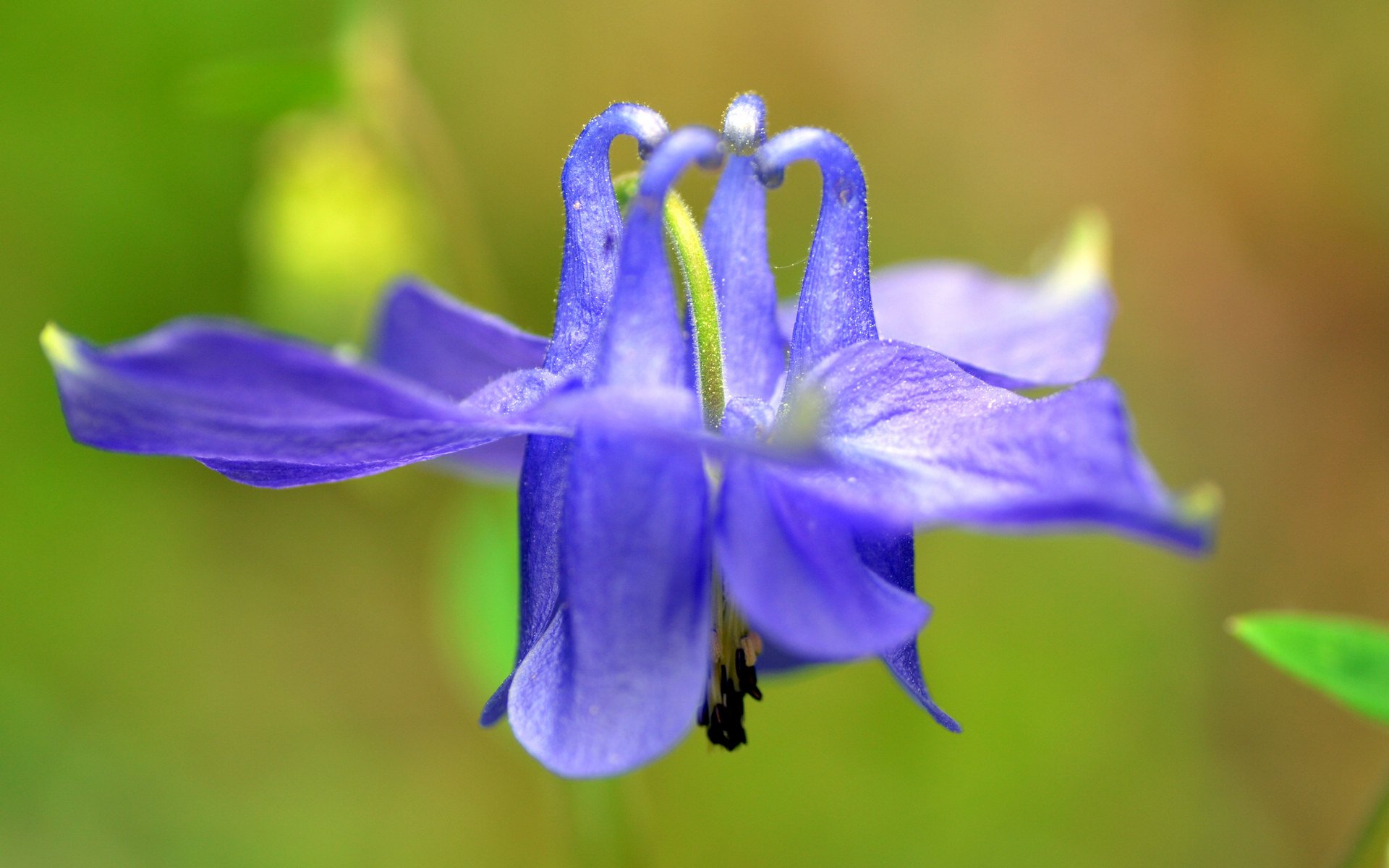 小清新,清新淡雅,儿童桌面专用