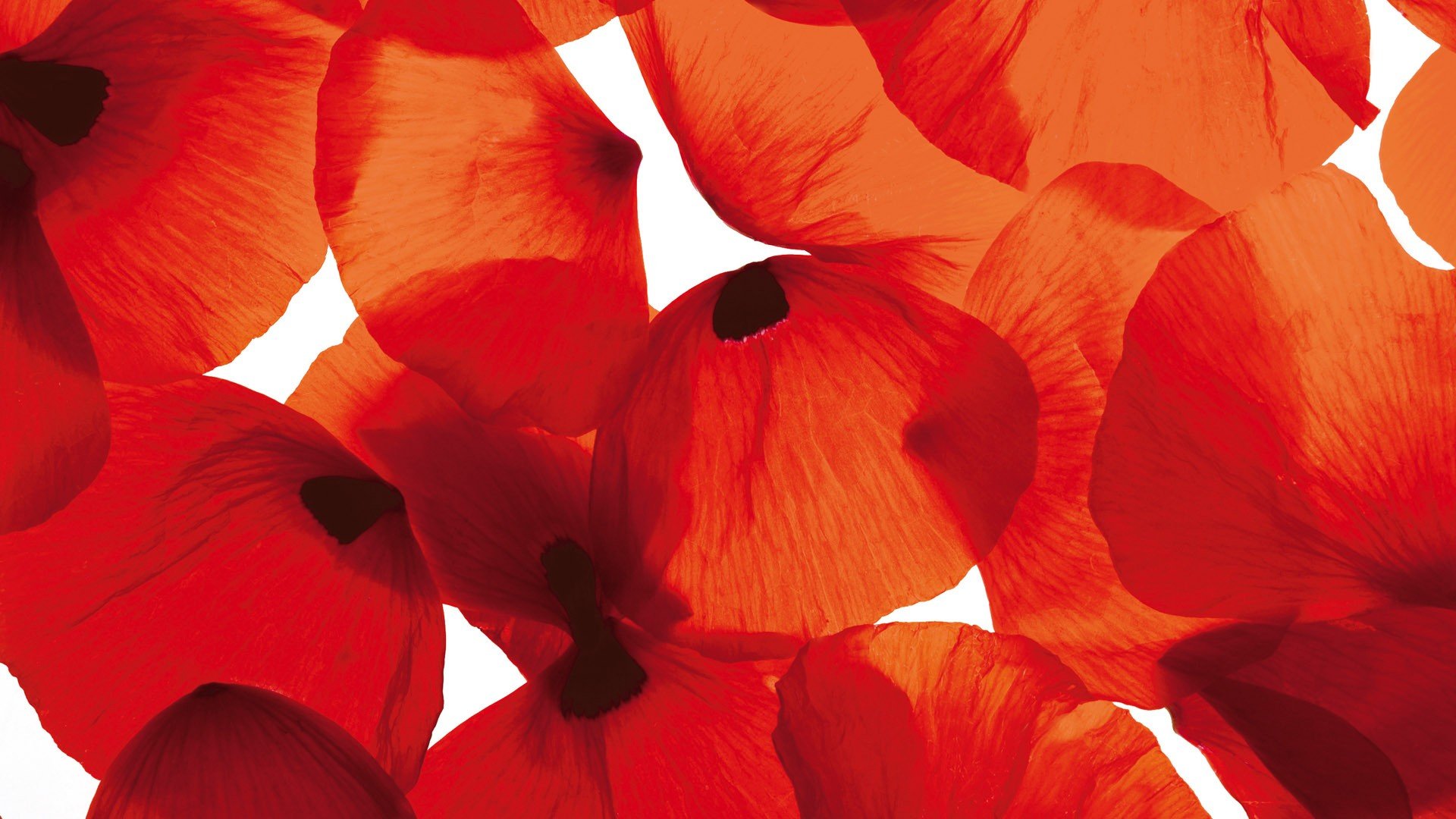 小清新,清新淡雅,儿童桌面专用