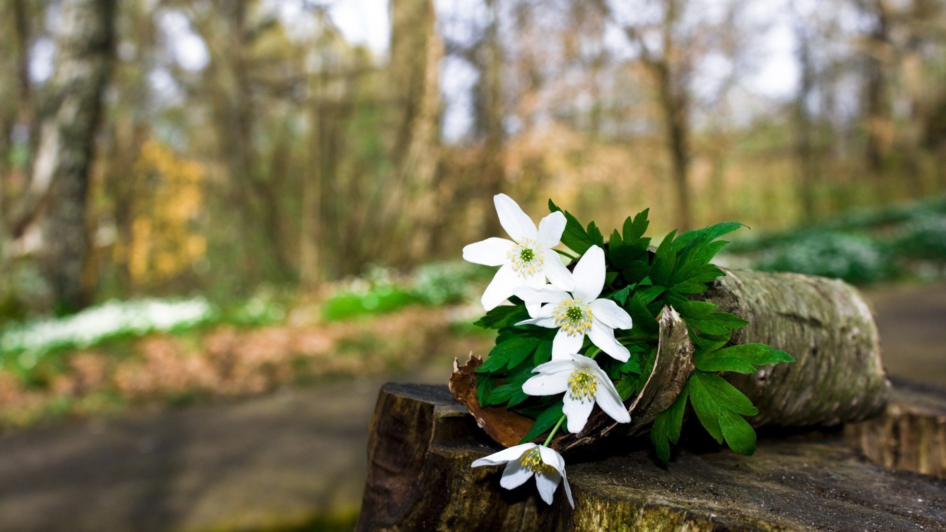 小清新,清新淡雅,儿童桌面专用