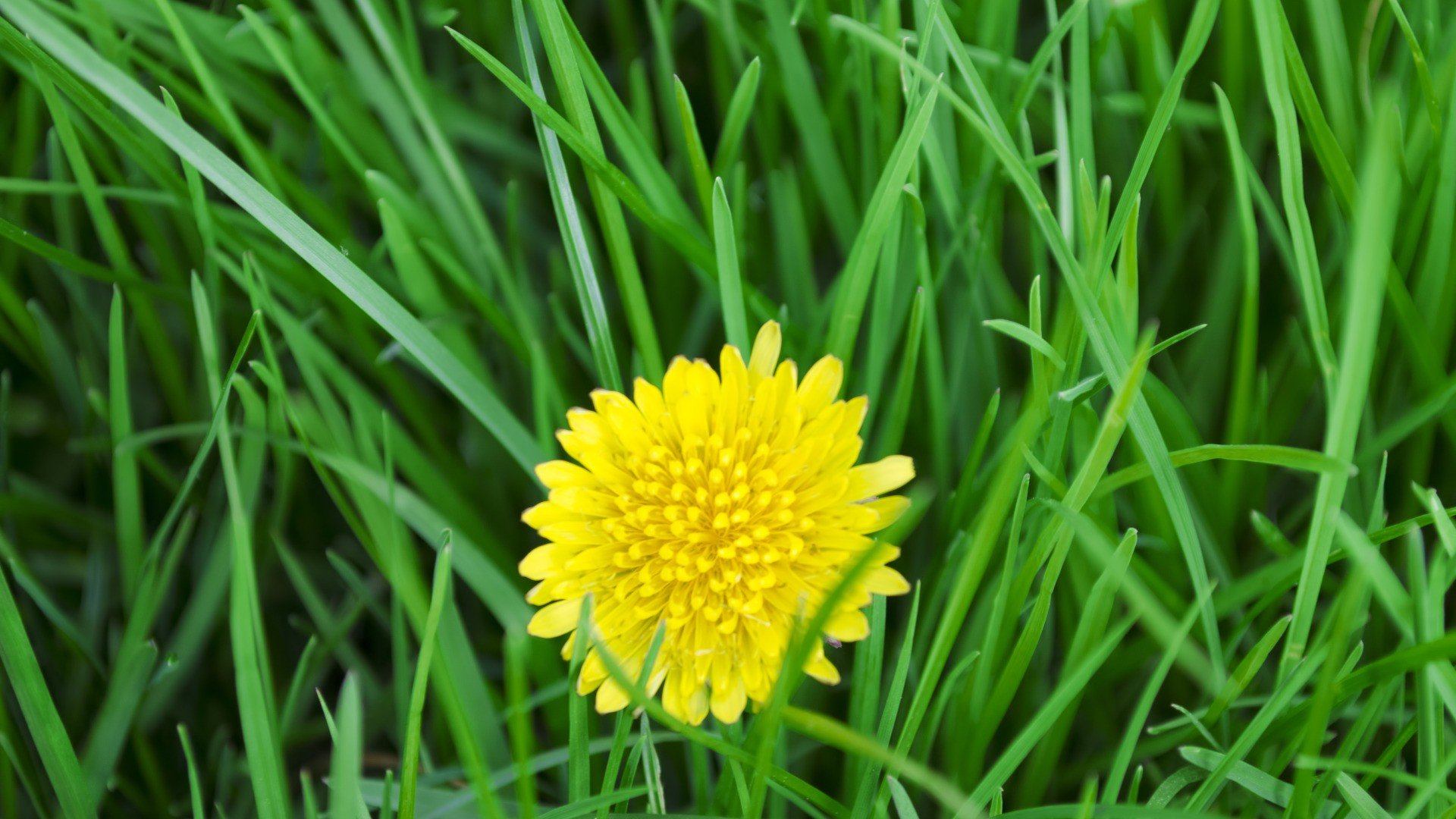 小清新,清新淡雅,儿童桌面专用