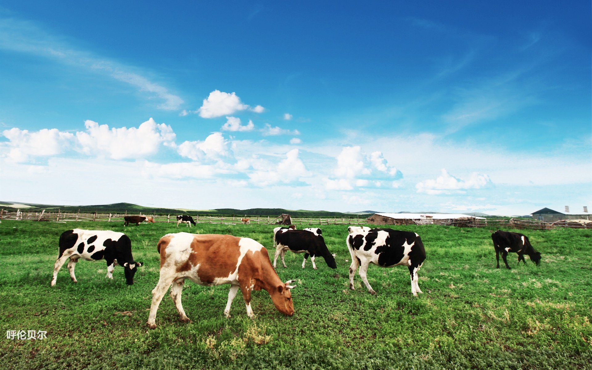 风景,途牛旅游,呼伦贝尔,摄影,旅游胜地,儿童桌面专用