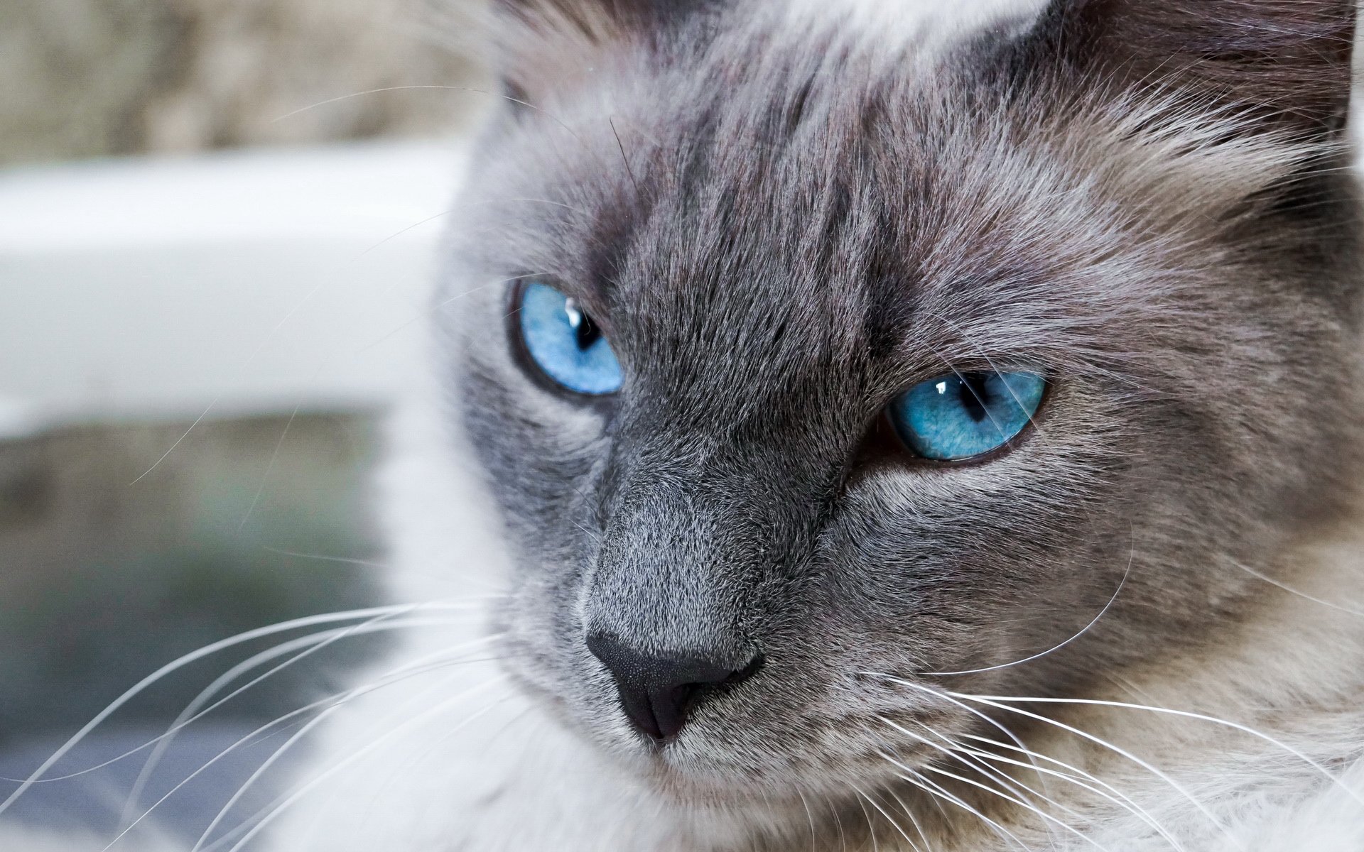 萌宠,喵星人,儿童桌面专用