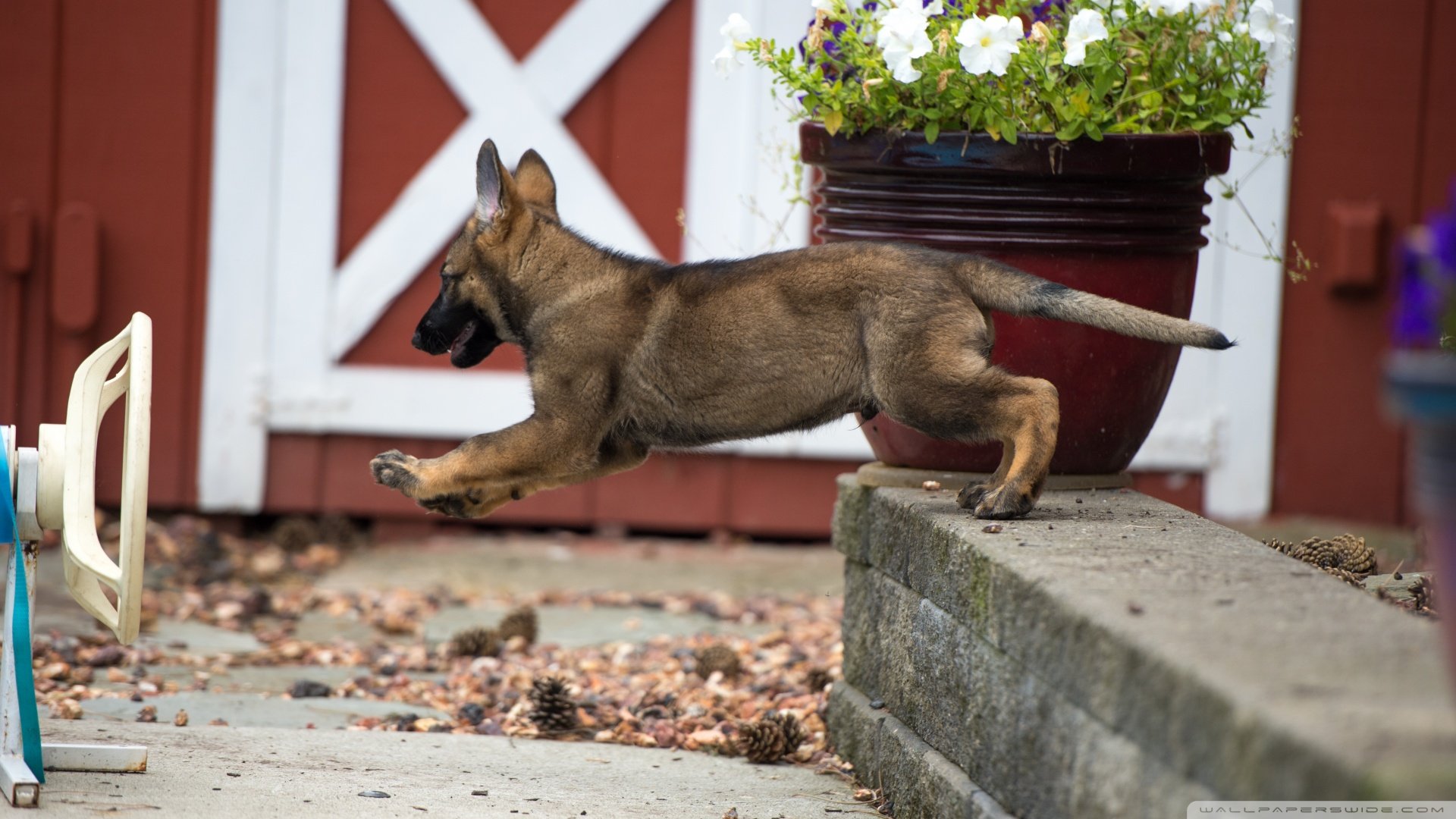 萌宠,汪星人,儿童桌面专用