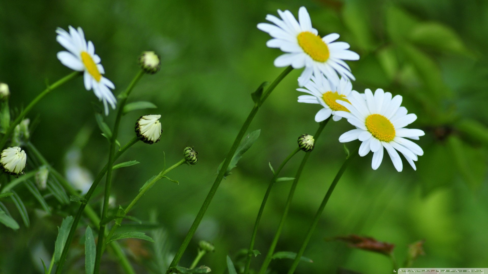 小清新,清新淡雅,儿童桌面专用