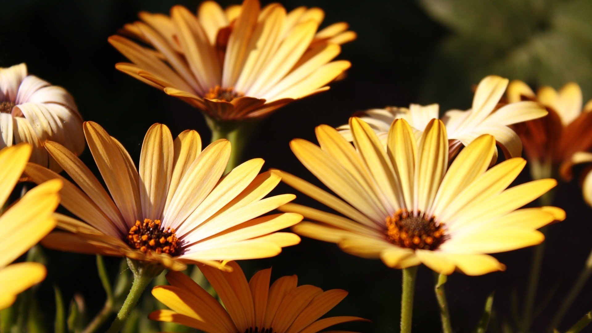 小清新,清新淡雅,儿童桌面专用