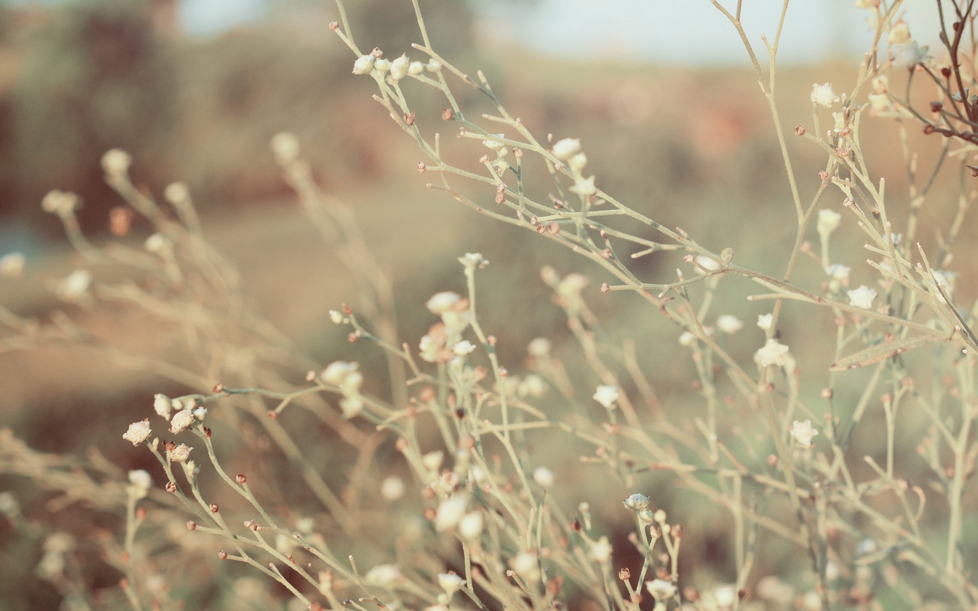 小清新,清新淡雅,儿童桌面专用