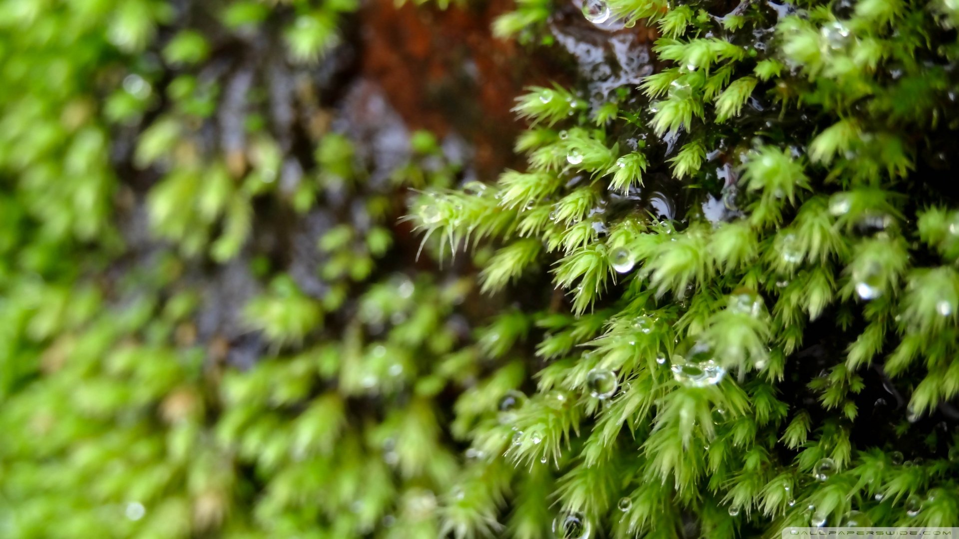 小清新,清新淡雅,儿童桌面专用