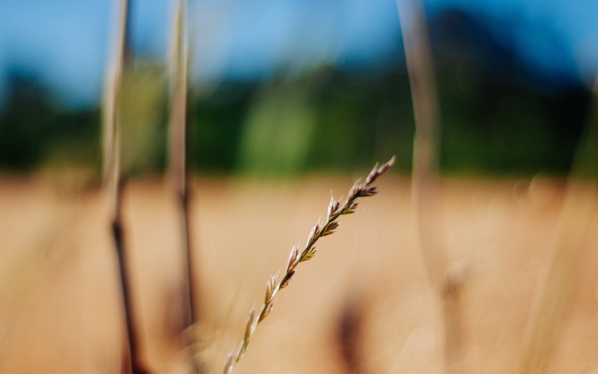 小清新,清新淡雅,儿童桌面专用