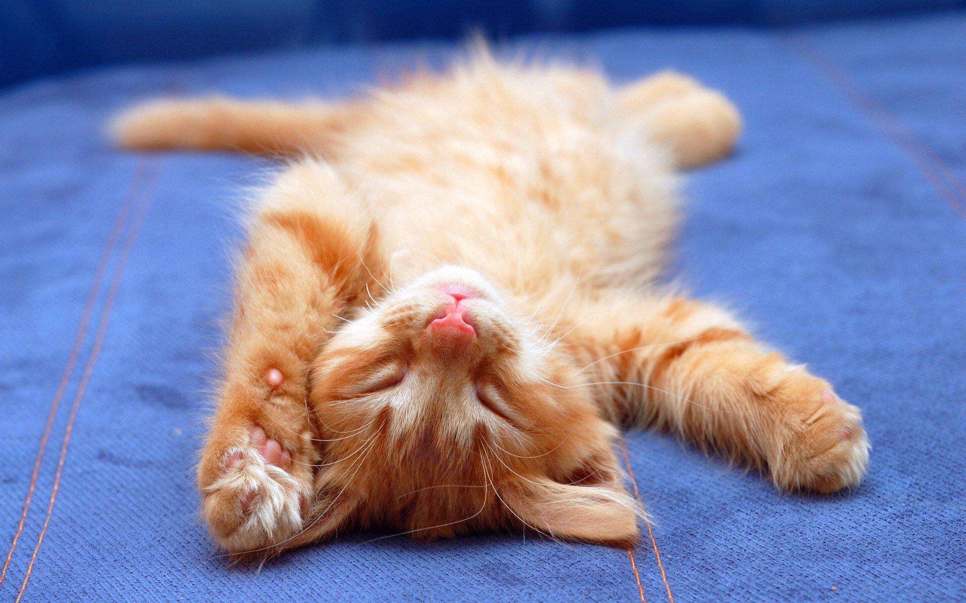 萌宠,喵星人,儿童桌面专用