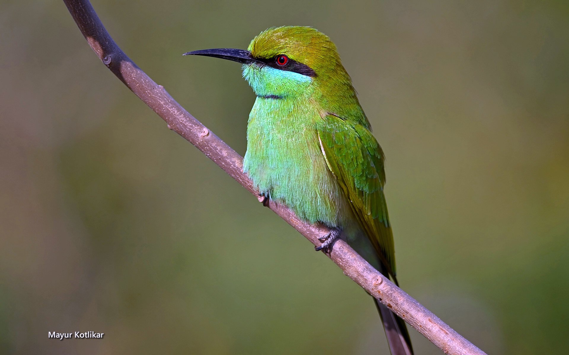 萌宠,鸟,儿童桌面专用