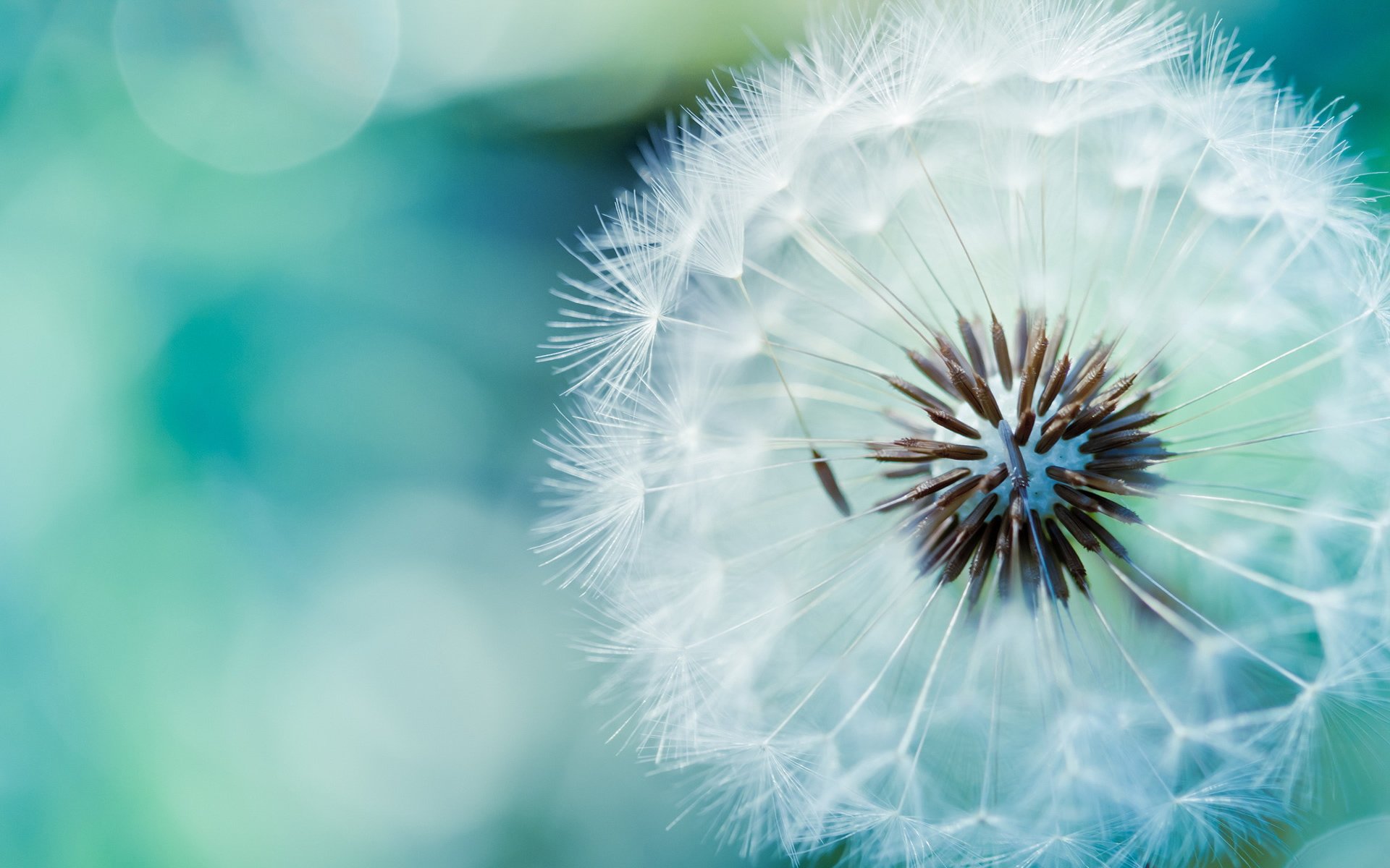 小清新,清新淡雅,蒲公英,儿童桌面专用