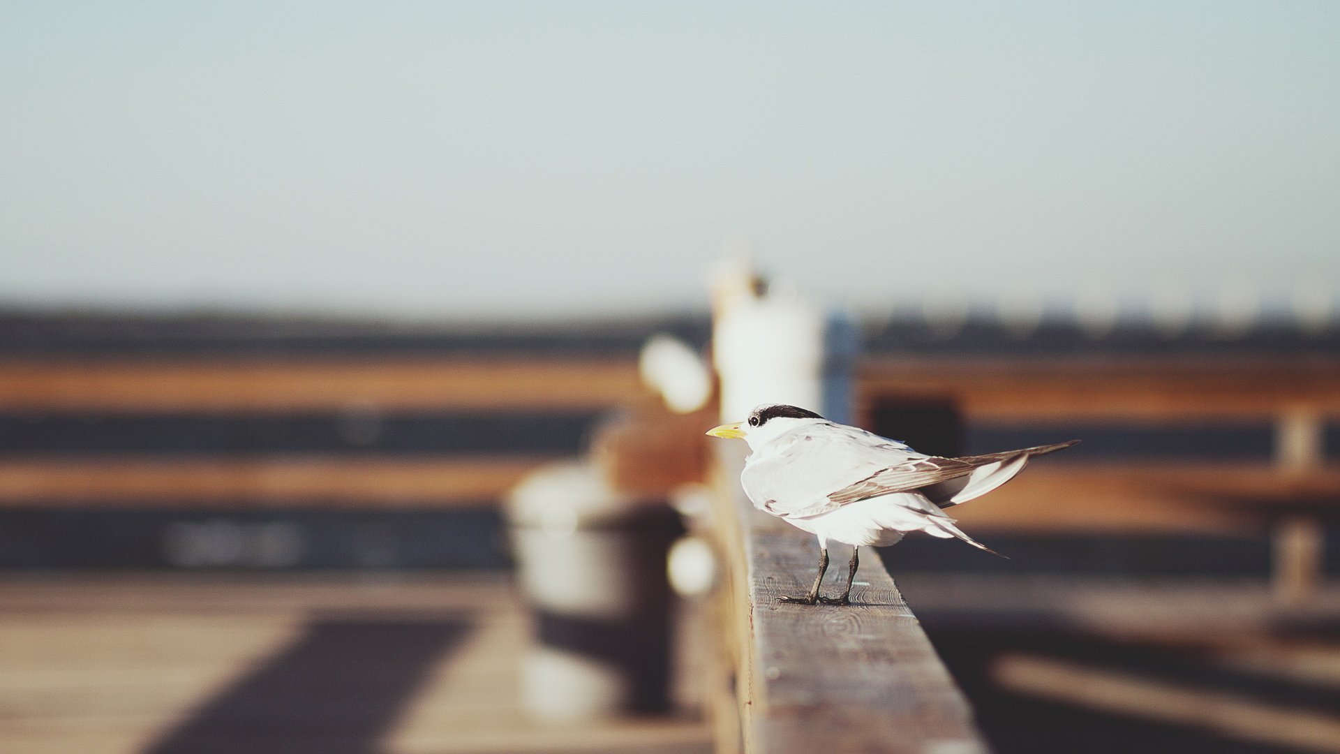 小清新,静物写真,儿童桌面专用