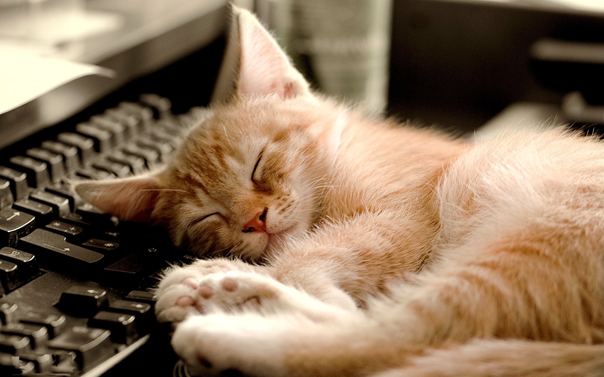 萌宠,喵星人,儿童桌面专用